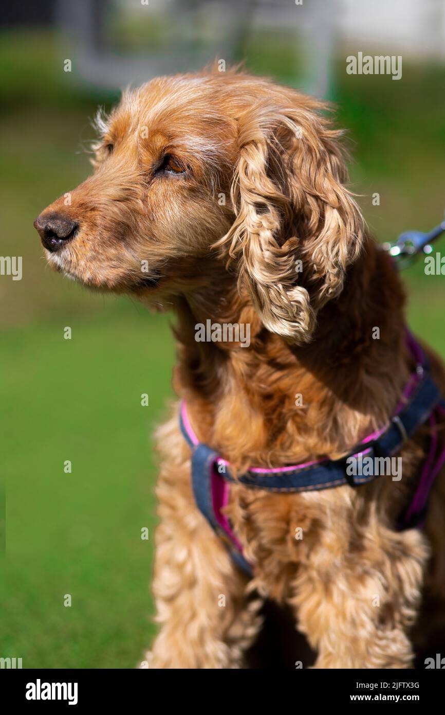 spaniello americano marrone con colar blu in pelle Foto Stock