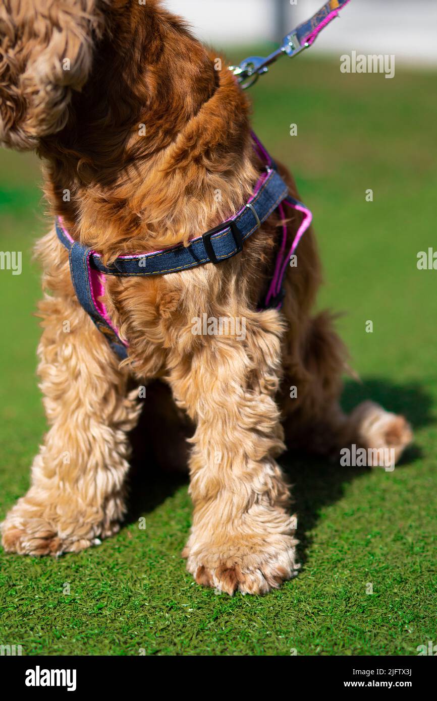 spaniello coccer americano marrone con colar blu Foto Stock