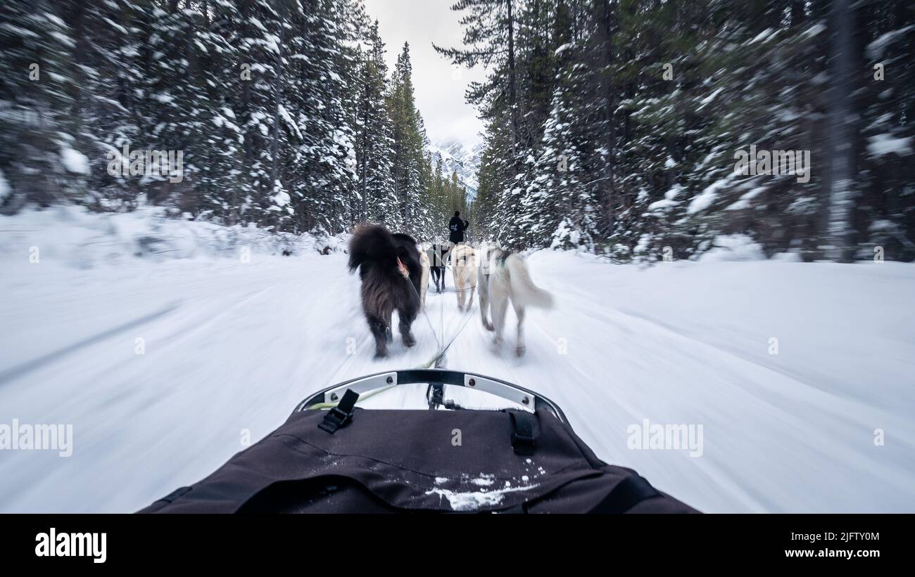 Vista in prima persona da slitta veloce trainata da cani in una foresta invernale, Canmore, Canada Foto Stock