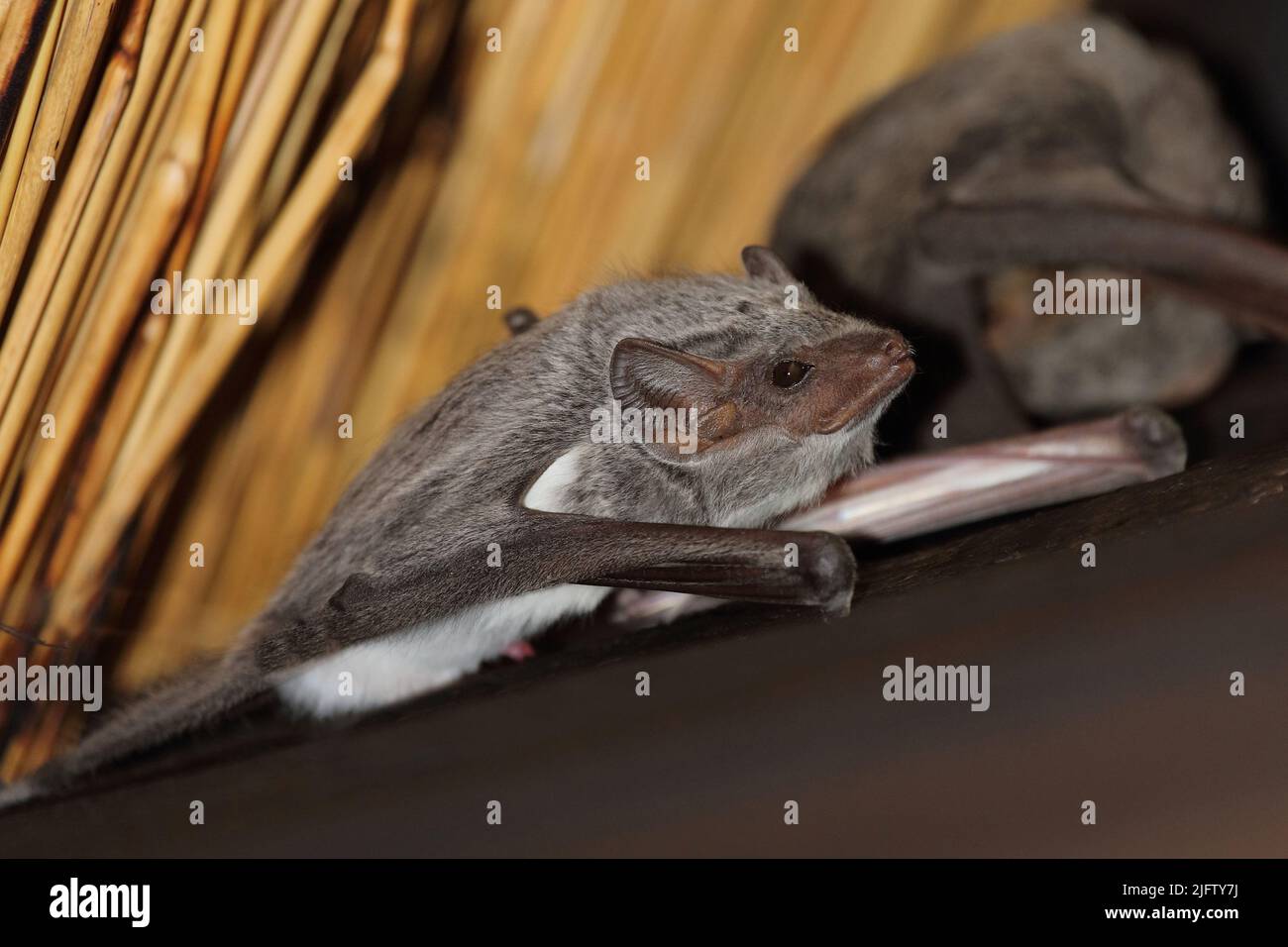 Mauritius-Grabfledermaus / Taphozous mauritianus Foto Stock