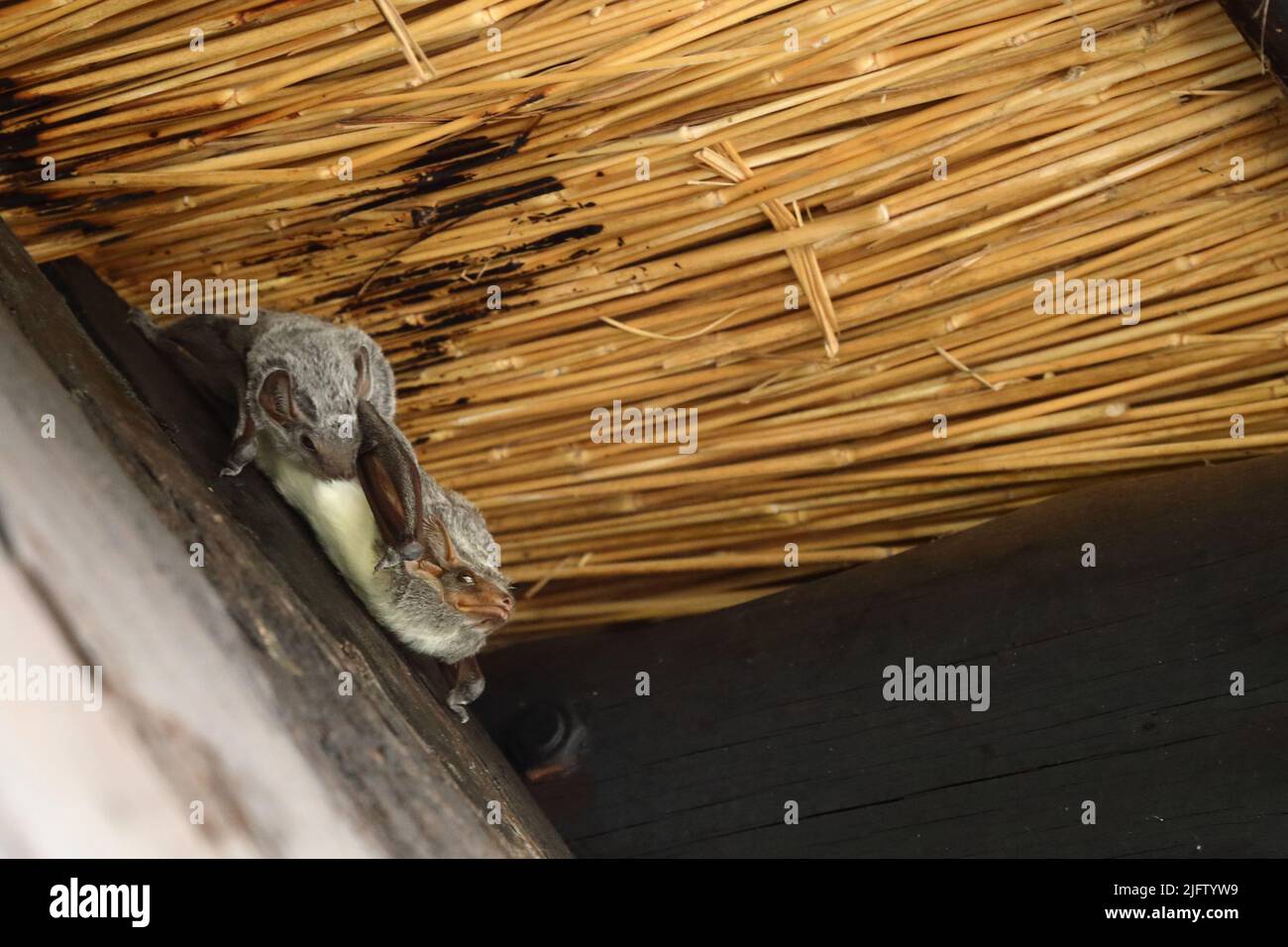 Mauritius-Grabfledermaus / Taphozous mauritianus Foto Stock