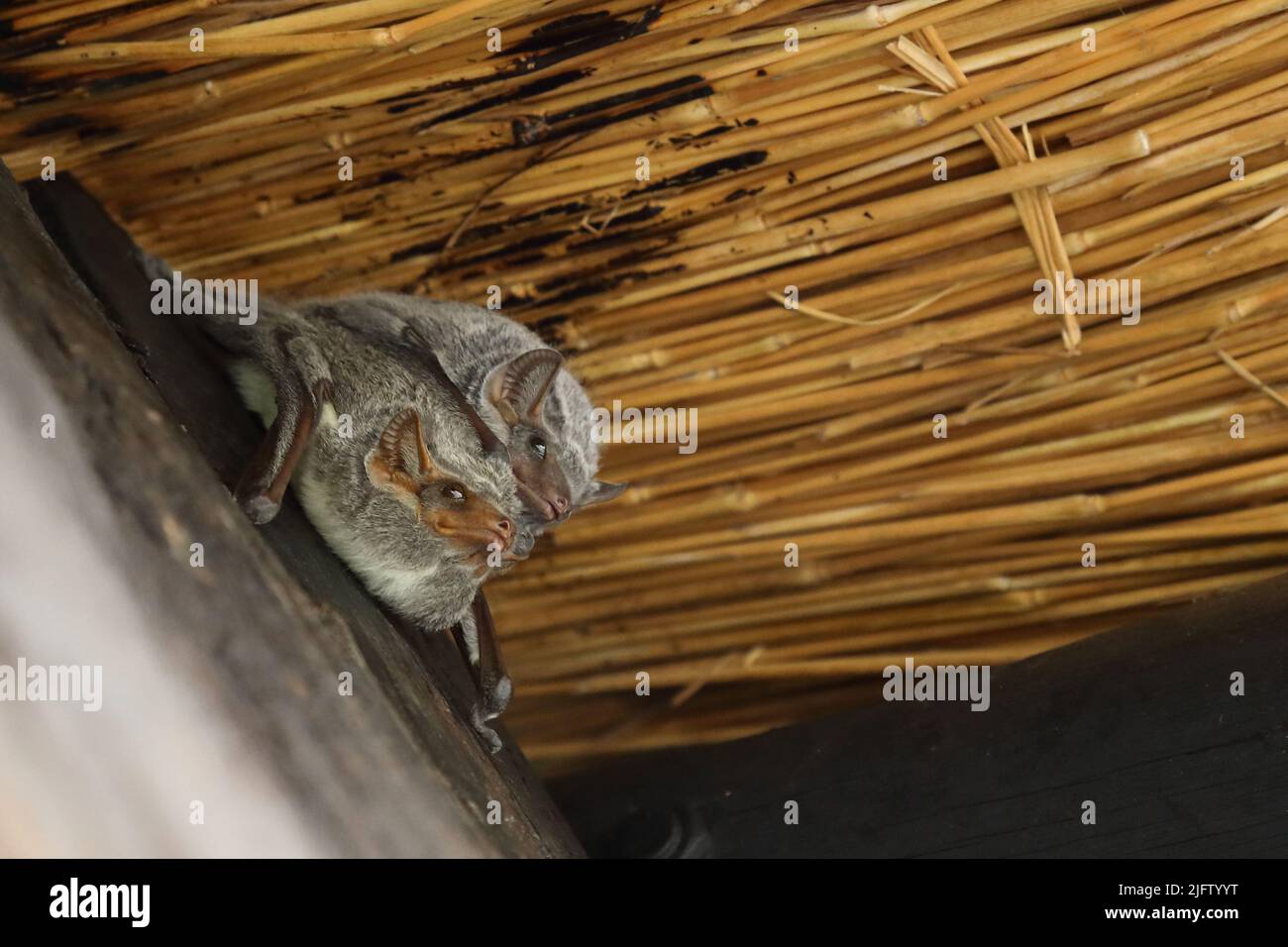 Mauritius-Grabfledermaus / Taphozous mauritianus Foto Stock