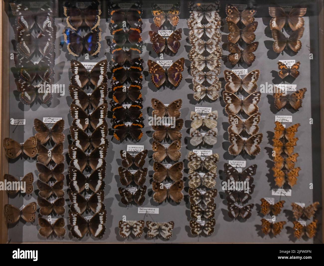 Mostra farfalle. Museo del Parco Postojnska Jama, Slovenia Foto Stock