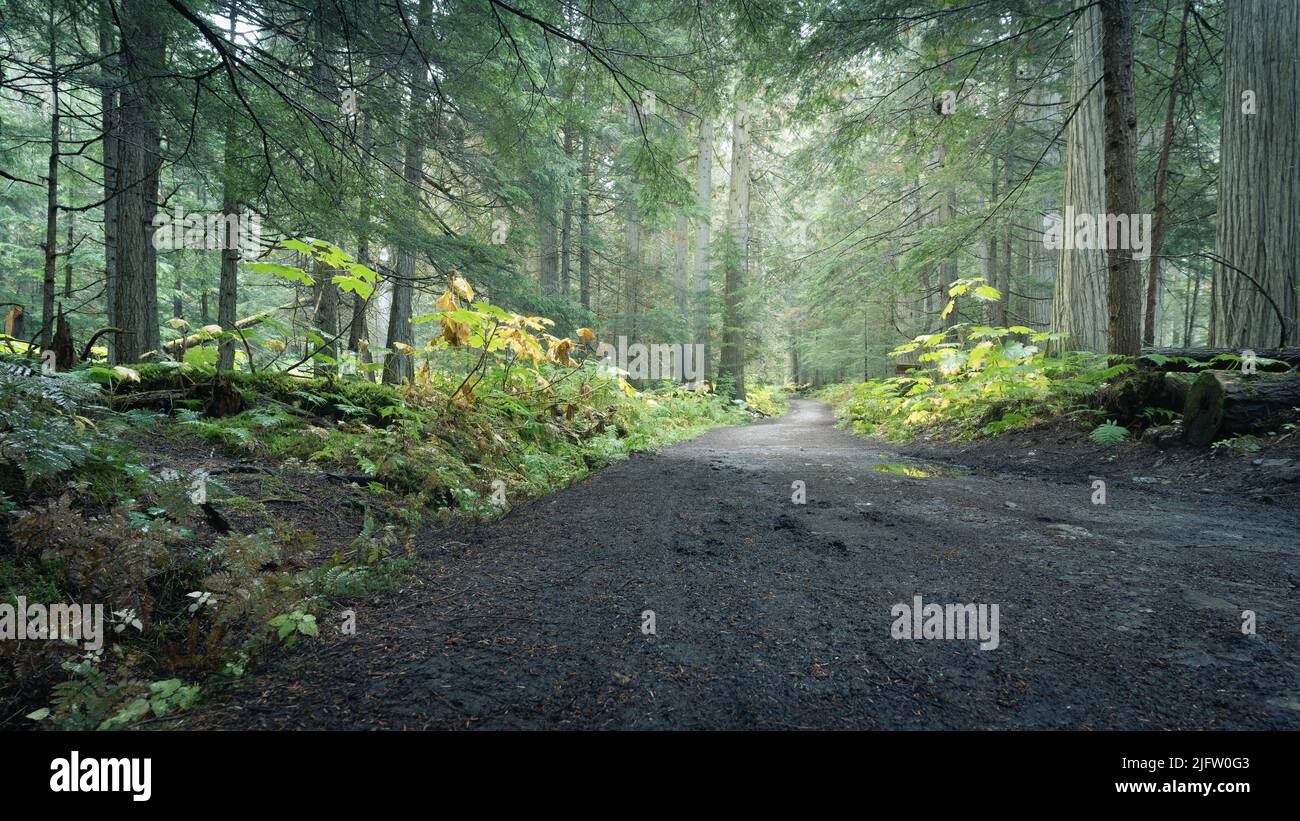 Sentiero centrato che conduce attraverso verde e umido foresta pluviale, prospettiva bassa, Monte Robson PP, Canada Foto Stock