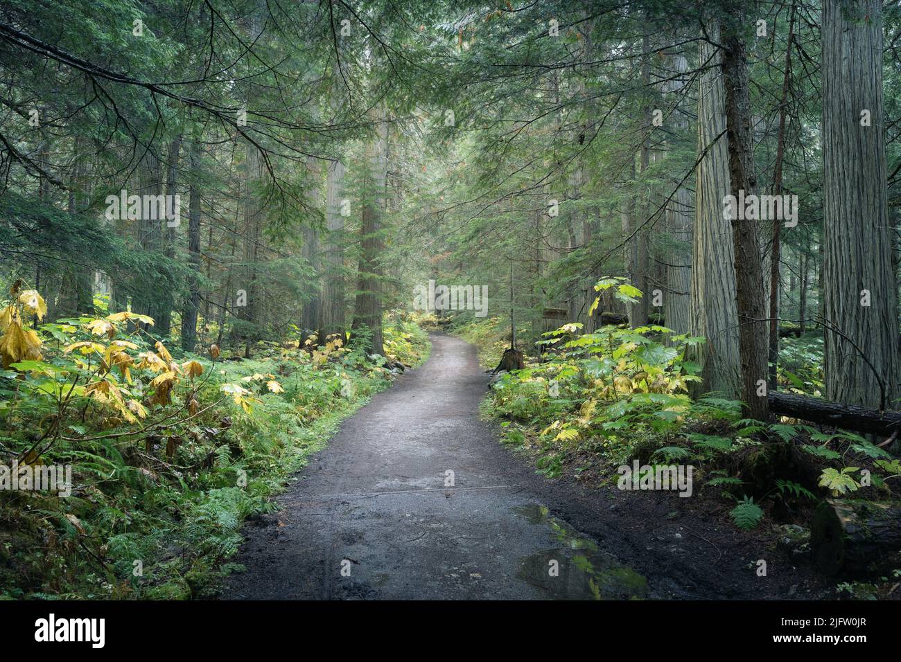 Sentiero centrato che conduce attraverso verde e umido foresta pluviale, Monte Robson PP, Canada Foto Stock