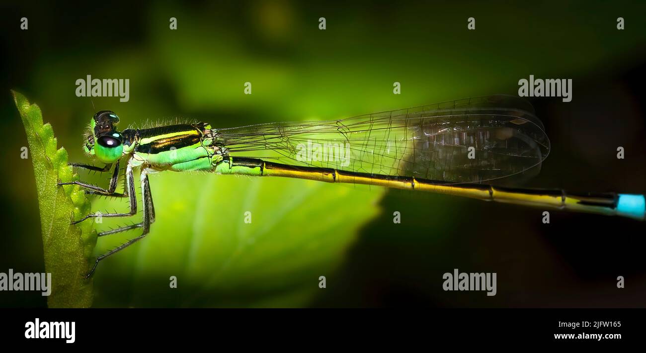 Una bella damselfly perches per un momento su una piccola foglia prima di volare via alcuni momenti più tardi. Foto Stock