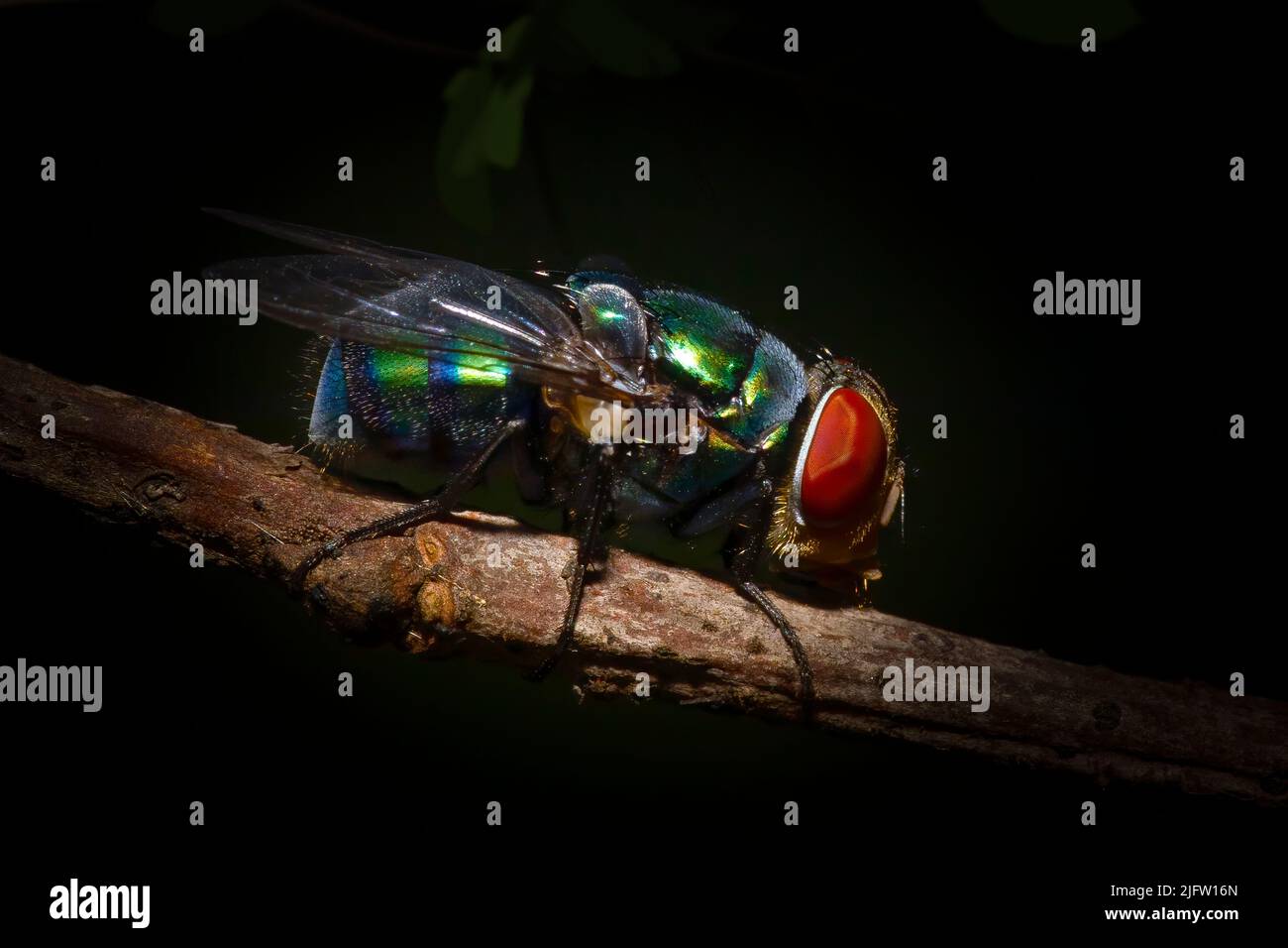 Una bottiglia verde Fly perches un piccolo ramo in questa macro fotografia. Foto Stock