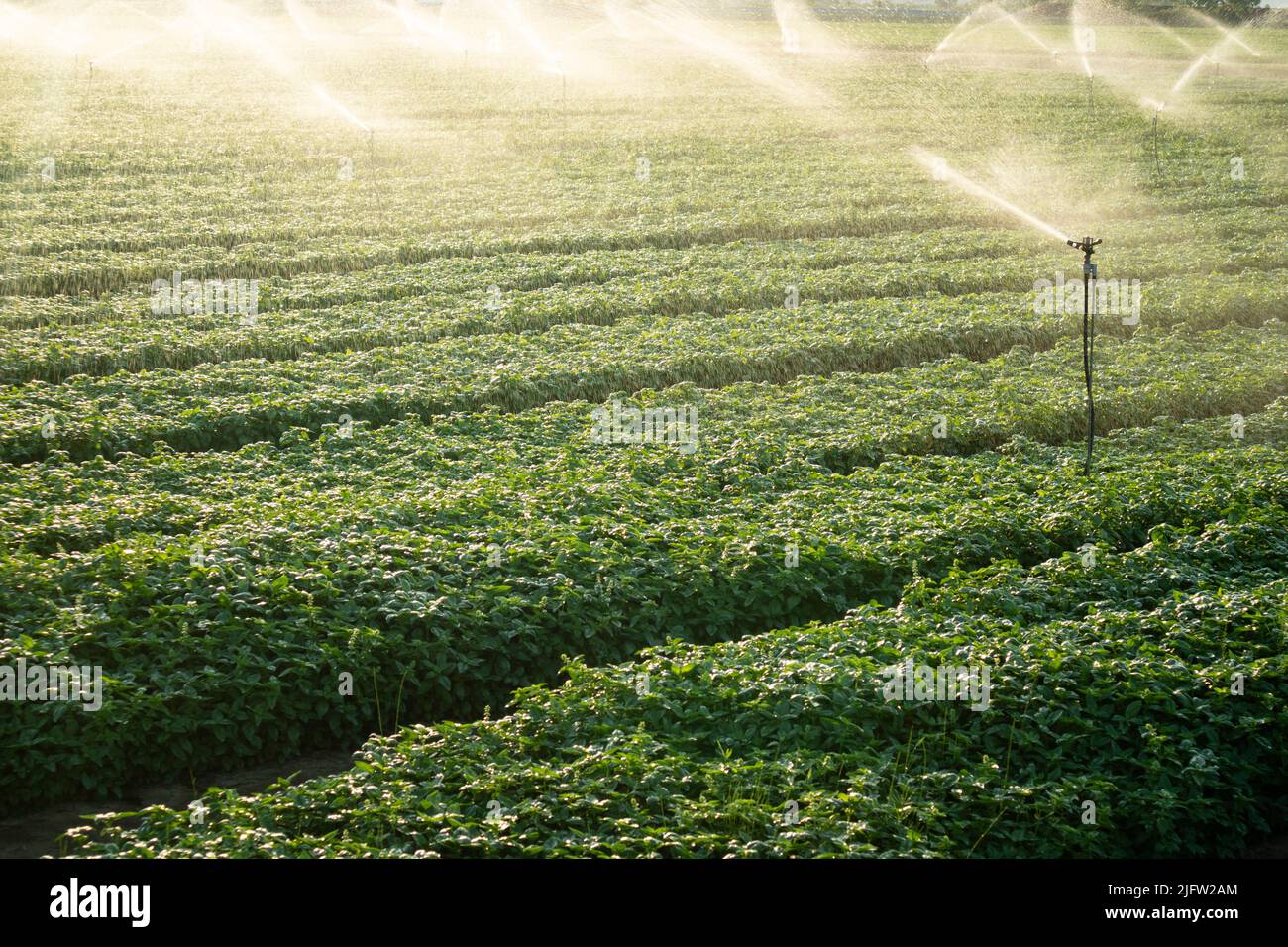 Documentazione fotografica di una pianta per la coltivazione intensiva del basilico Foto Stock