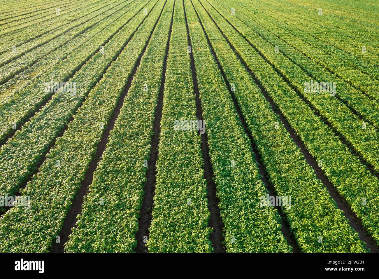 Documentazione fotografica di una pianta per la coltivazione intensiva del basilico Foto Stock