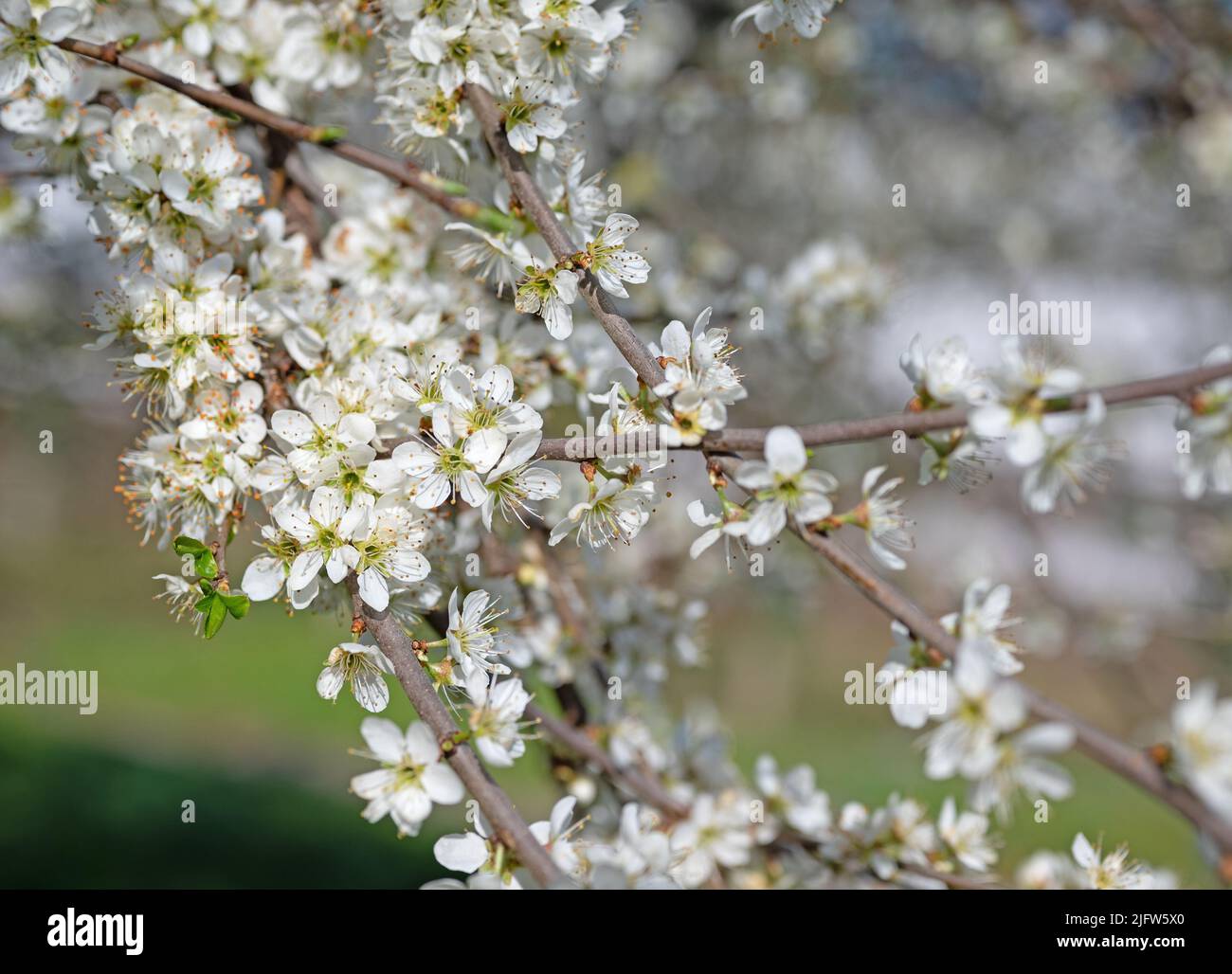 Fioritura della spina nera, Prunus spinosa, in primavera Foto Stock