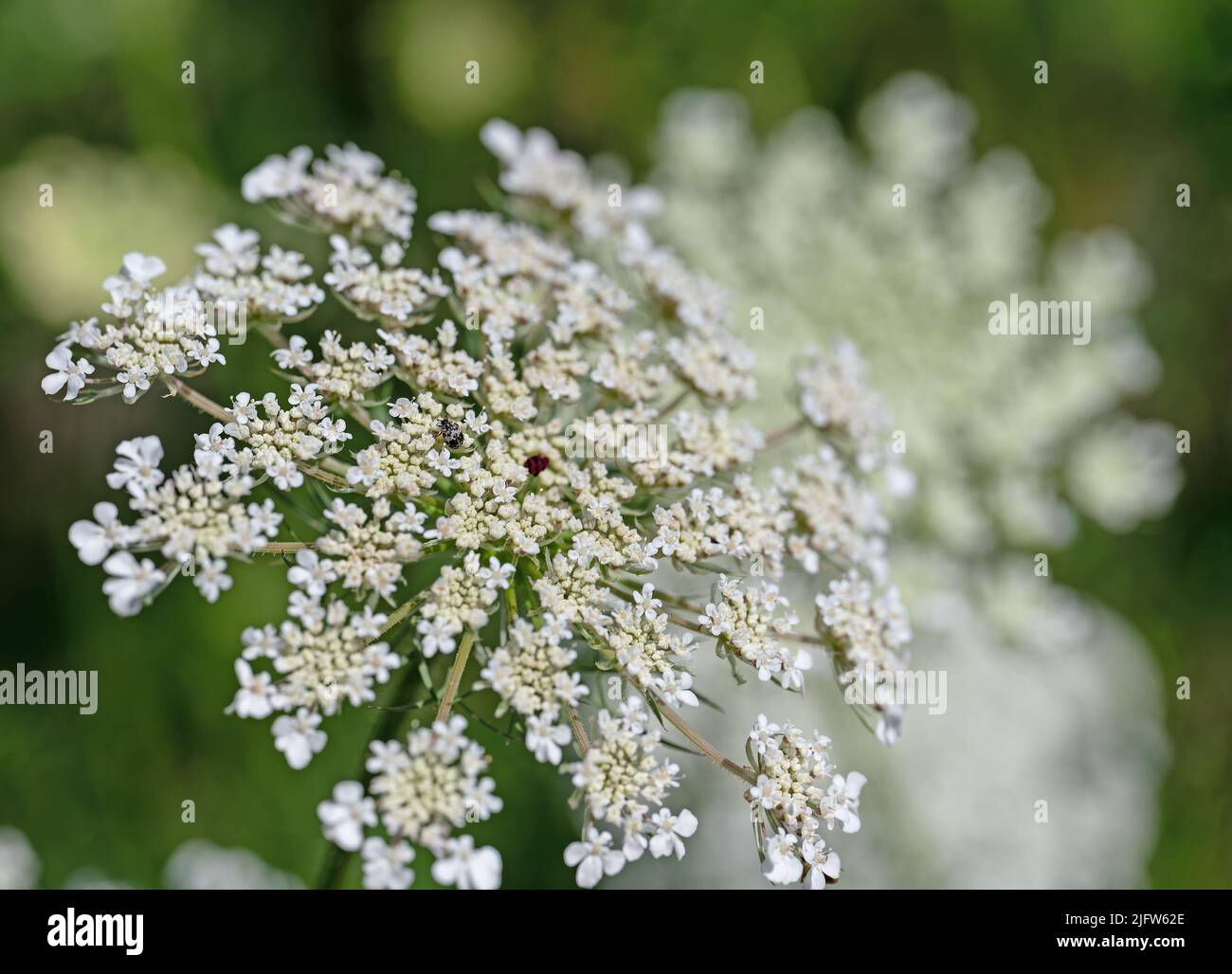 Carota selvatica fiorente, carota di Daucus Foto Stock