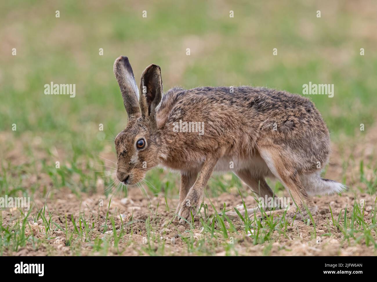 Un primo piano dettagliato colpo di una lepre marrone selvaggia, cercando di raccogliere il profumo di una femmina sul coltivazioni di orzo primavera agricoltori. Suffolk, Regno Unito. Foto Stock