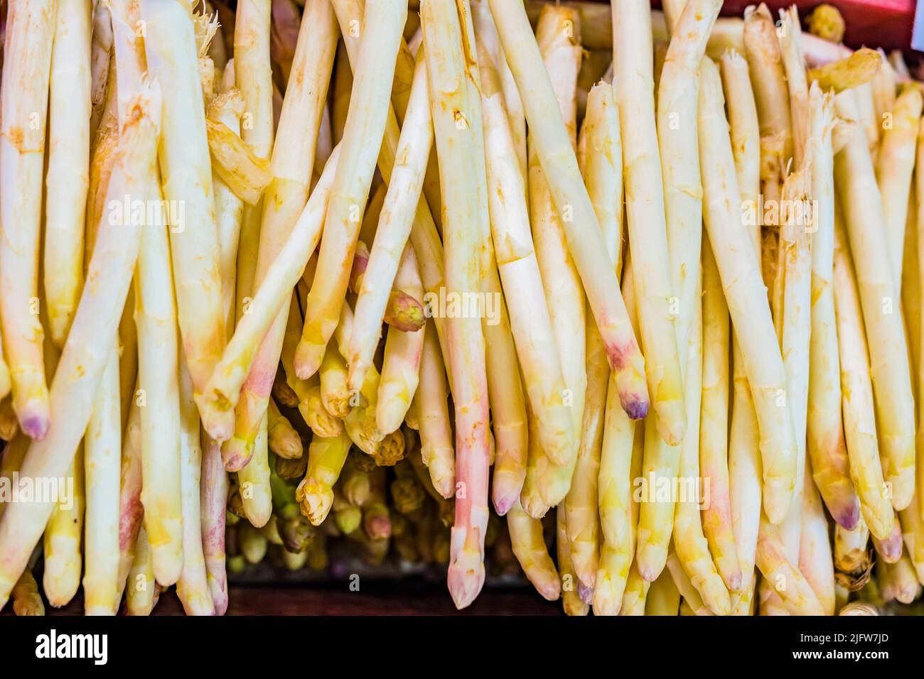 Asparagi bianchi, icona dell'agricoltura la Ribera. Gli asparagi bianchi vengono raccolti quando sono solo germogli e non sono ancora giunti in superficie. La r Foto Stock