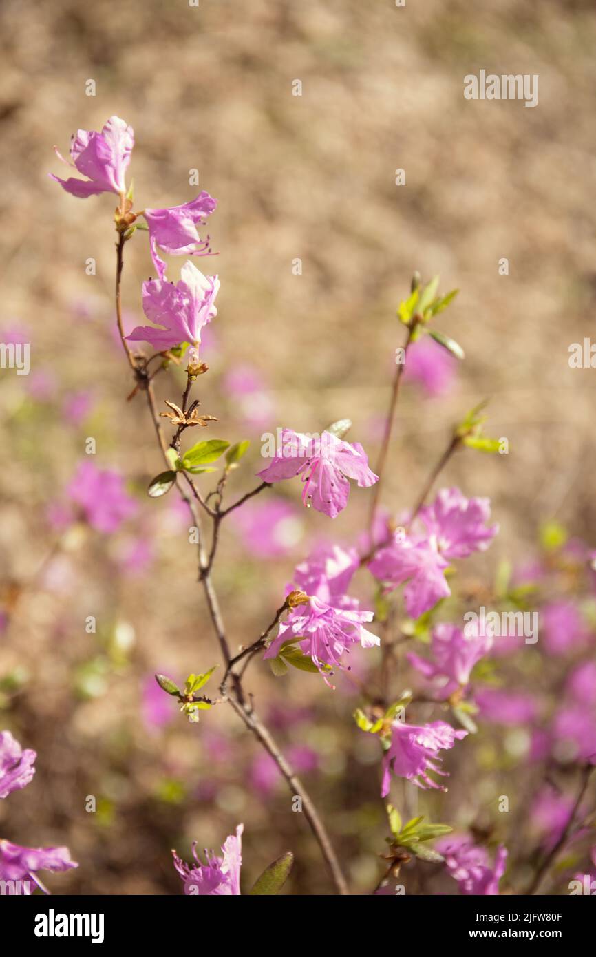 Fiori viola del tè labrador su sfondo sfocato. Rosa rosario selvatico defocused foto. Foto Stock