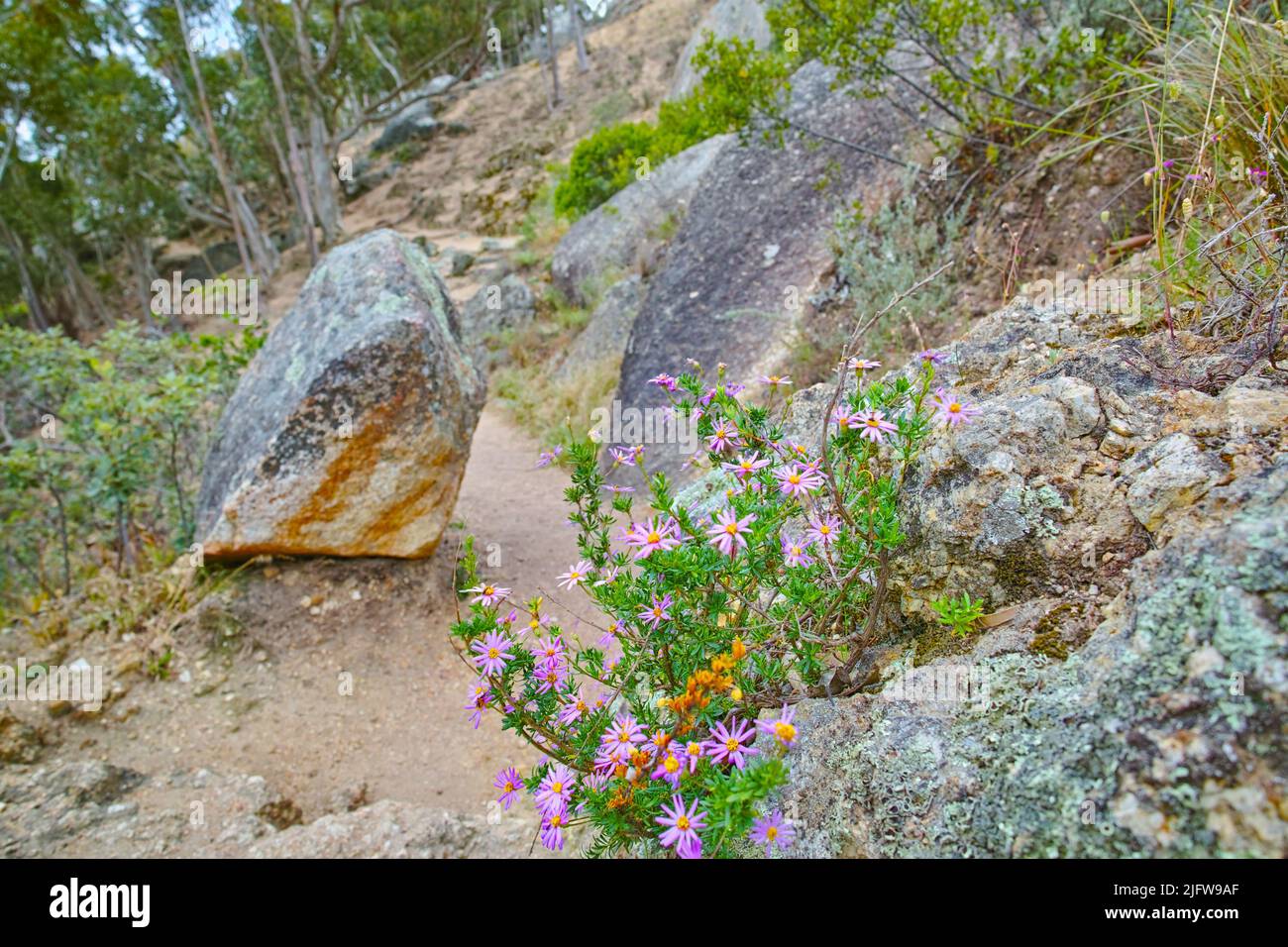 Primo piano di fiori Fynbos viola e rosa che crescono su un paesaggio roccioso di montagna con copyspace. Piante esclusive di Cape Floral Kingdom. Boccole lungo un Foto Stock