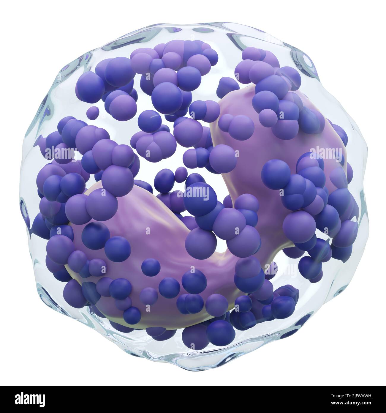Basofili . Globuli bianchi con membrana trasparente e Multinucleo e molti grandi granuli . Fondo bianco isolato . 3D rendering . Foto Stock