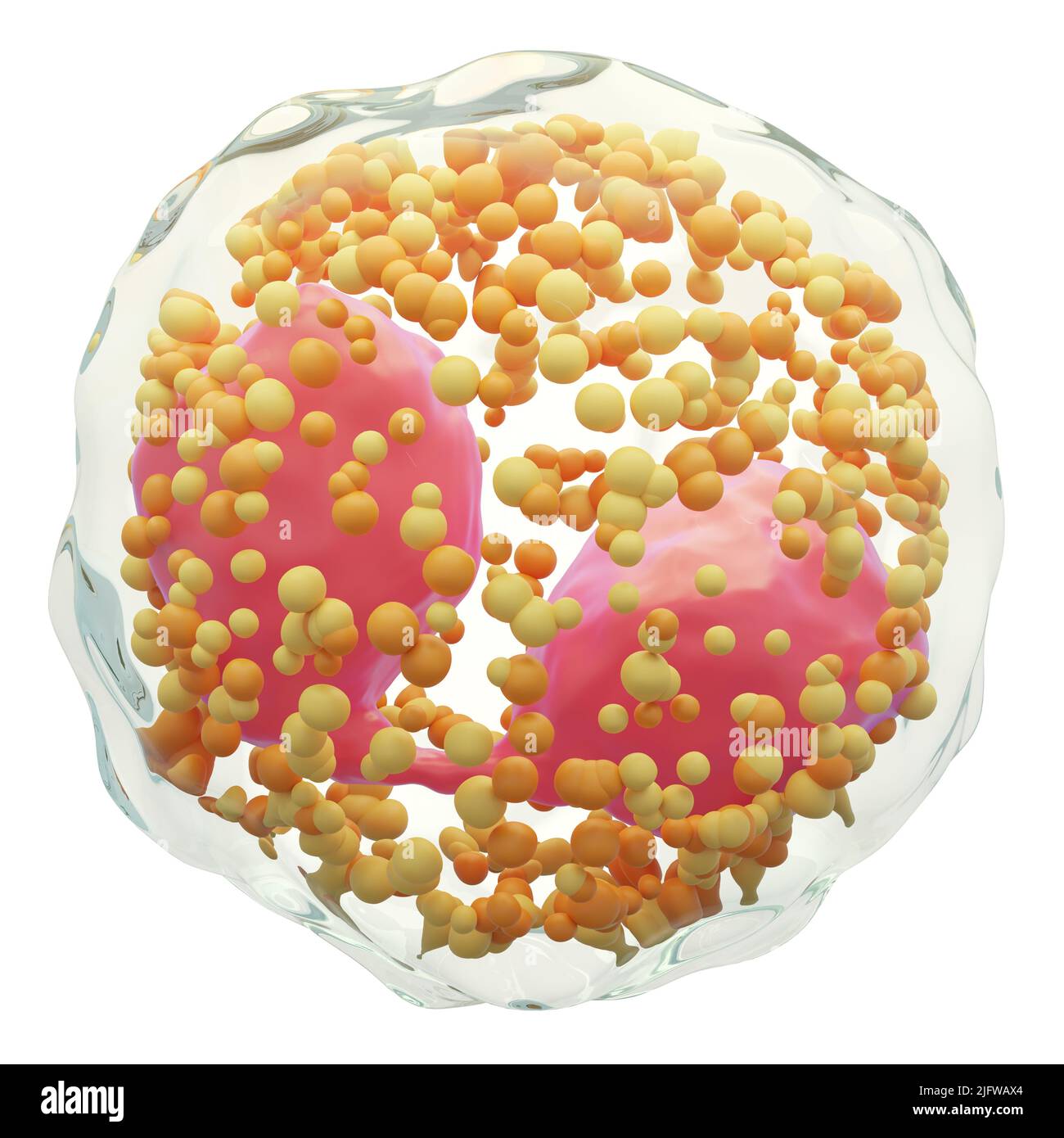 Eosinofili . Globuli bianchi con membrana trasparente e Multinucleo e molti grandi granuli . Fondo bianco isolato . 3D rendering . Foto Stock