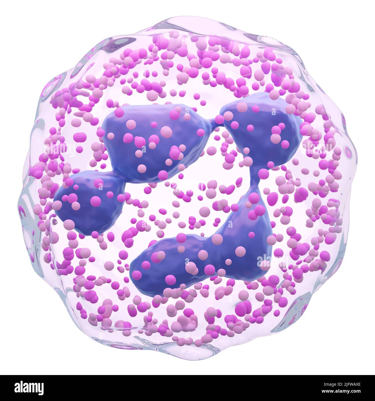Neutrofili . Polimorfonucleare (PMN). Globuli bianchi con membrana trasparente e Multinucleo e molti granulati . Fondo bianco isolato . Foto Stock