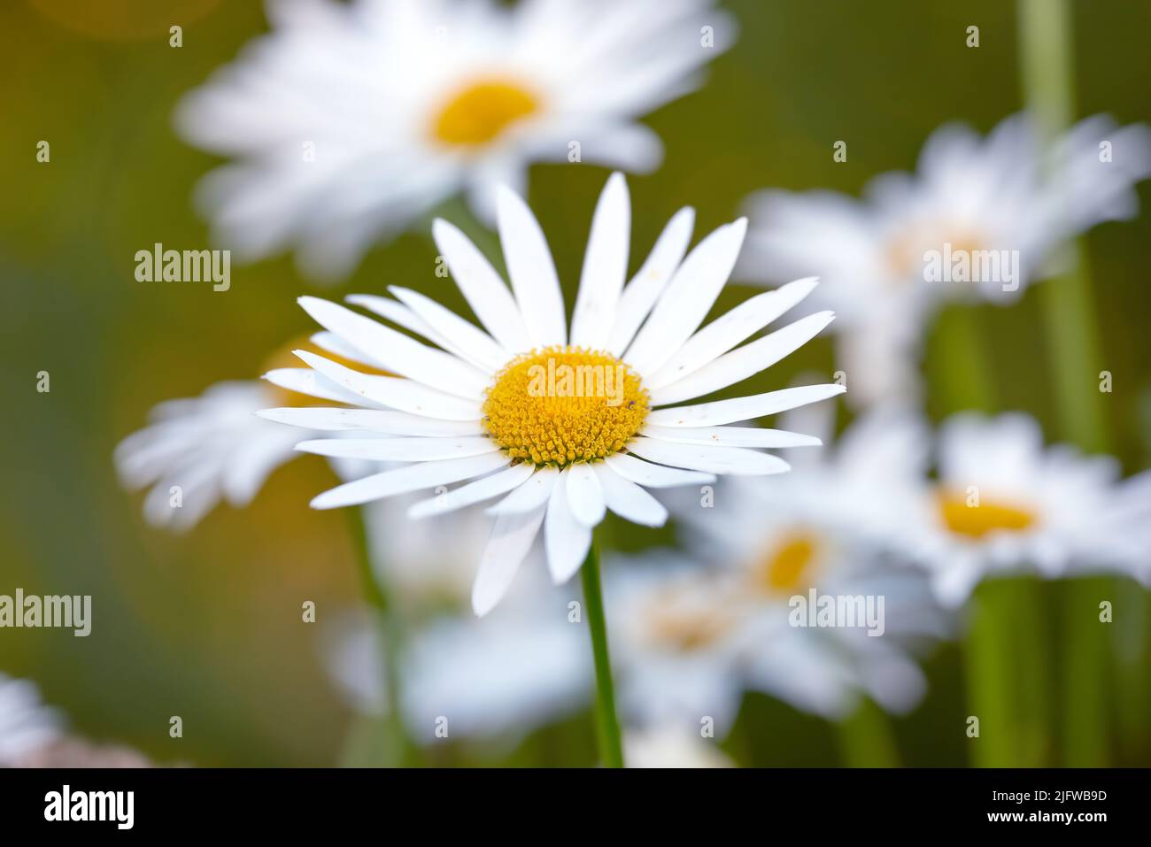 Vista ravvicinata di una margherita con foglie lunghe, gialla al centro e con gambo. Gruppo di fiori bianchi che brillano alla luce del sole. Chamomiles Foto Stock