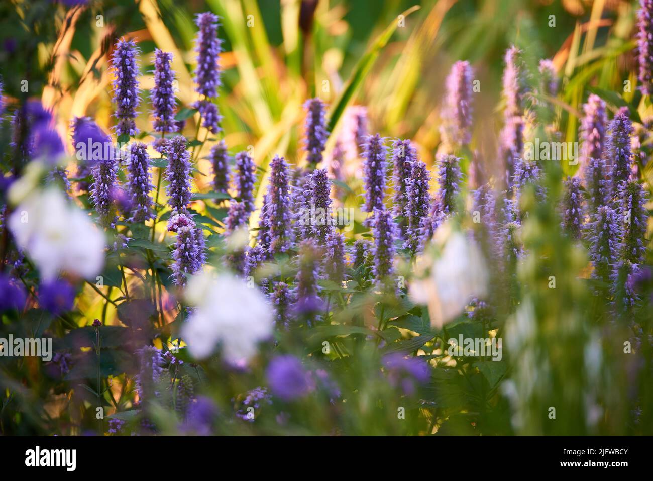 Fioritura di piante di issopo in un giardino. Campo Lupin con fiori bianchi e piante miste in una giornata di sole. Fuoco selettivo sulla pianta di lupino di lavanda. Estate Foto Stock