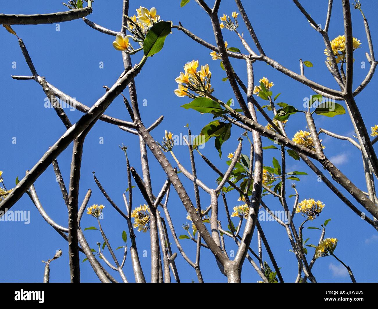 Basso angolo di alberi di Plumeria sul cielo blu. Noto come frangipani, un genere di piante da fiore della sottofamiglia Rauvolfioideae. Bel tempo. Foto Stock