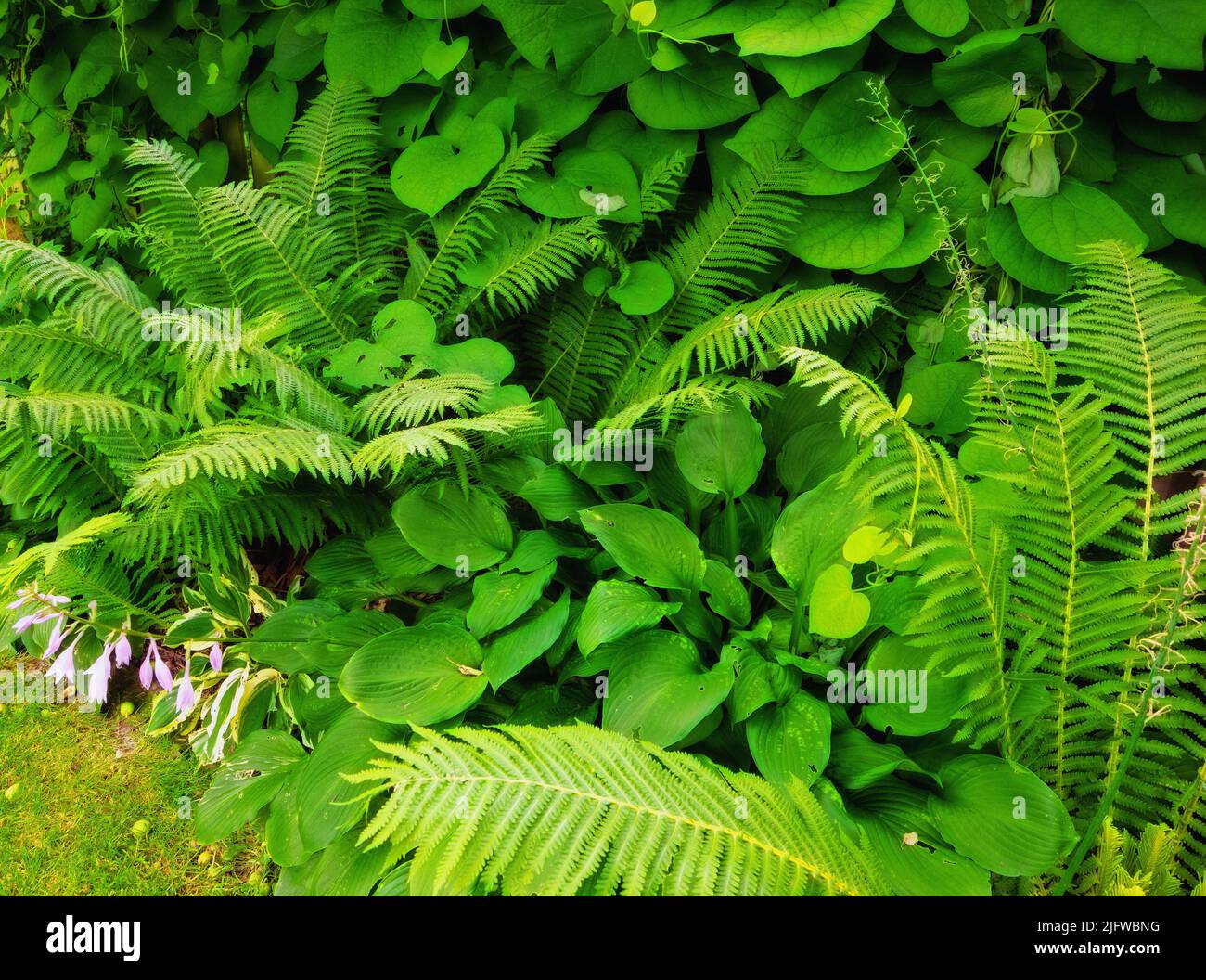 Fern e piante tropicali in giardino in una giornata di sole. Molti generi di arbusti verdi nel cortile con verde fogliame naturale felce floreale e mescolato Foto Stock