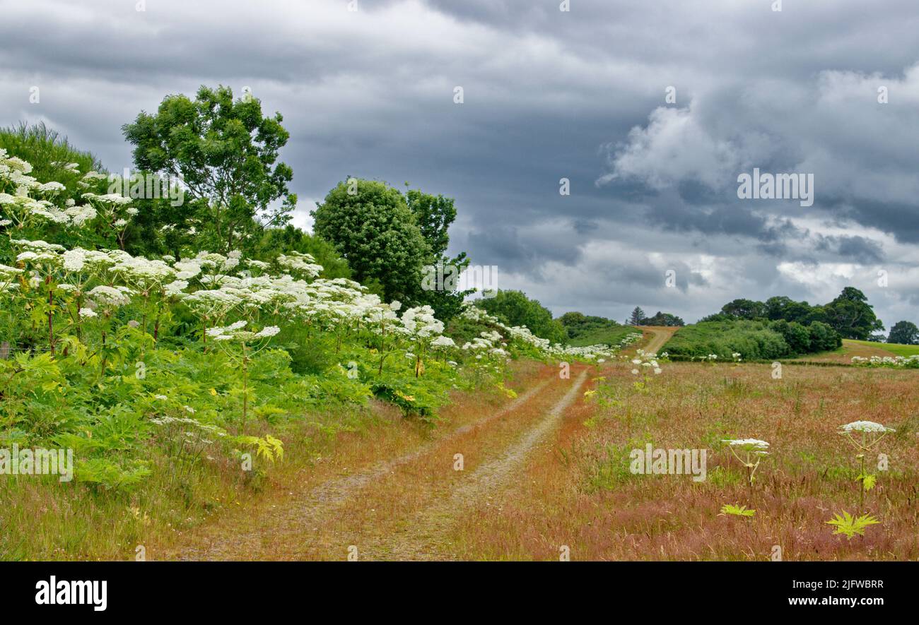 PIANTE DI ALGHE GIGANTI HERACLEUM MANTEGAZZIANUM CHE CRESCONO IN PROFUSIONE LUNGO UNA BANCA IN SCOZIA Foto Stock
