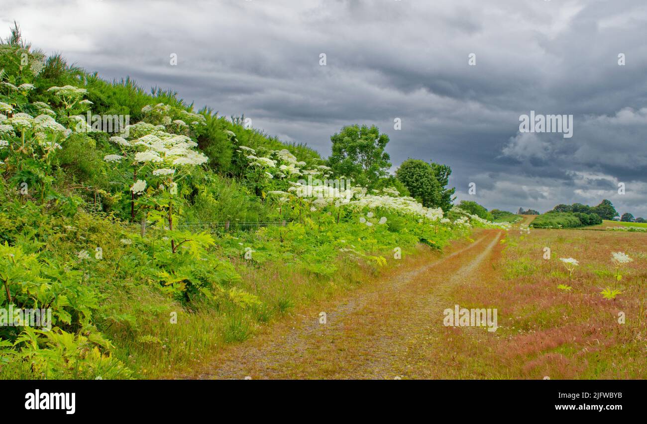 PIANTE DI ALGHE GIGANTI HERACLEUM MANTEGAZZIANUM CHE CRESCONO IN PROFUSIONE LUNGO UN PERCORSO IN SCOZIA Foto Stock