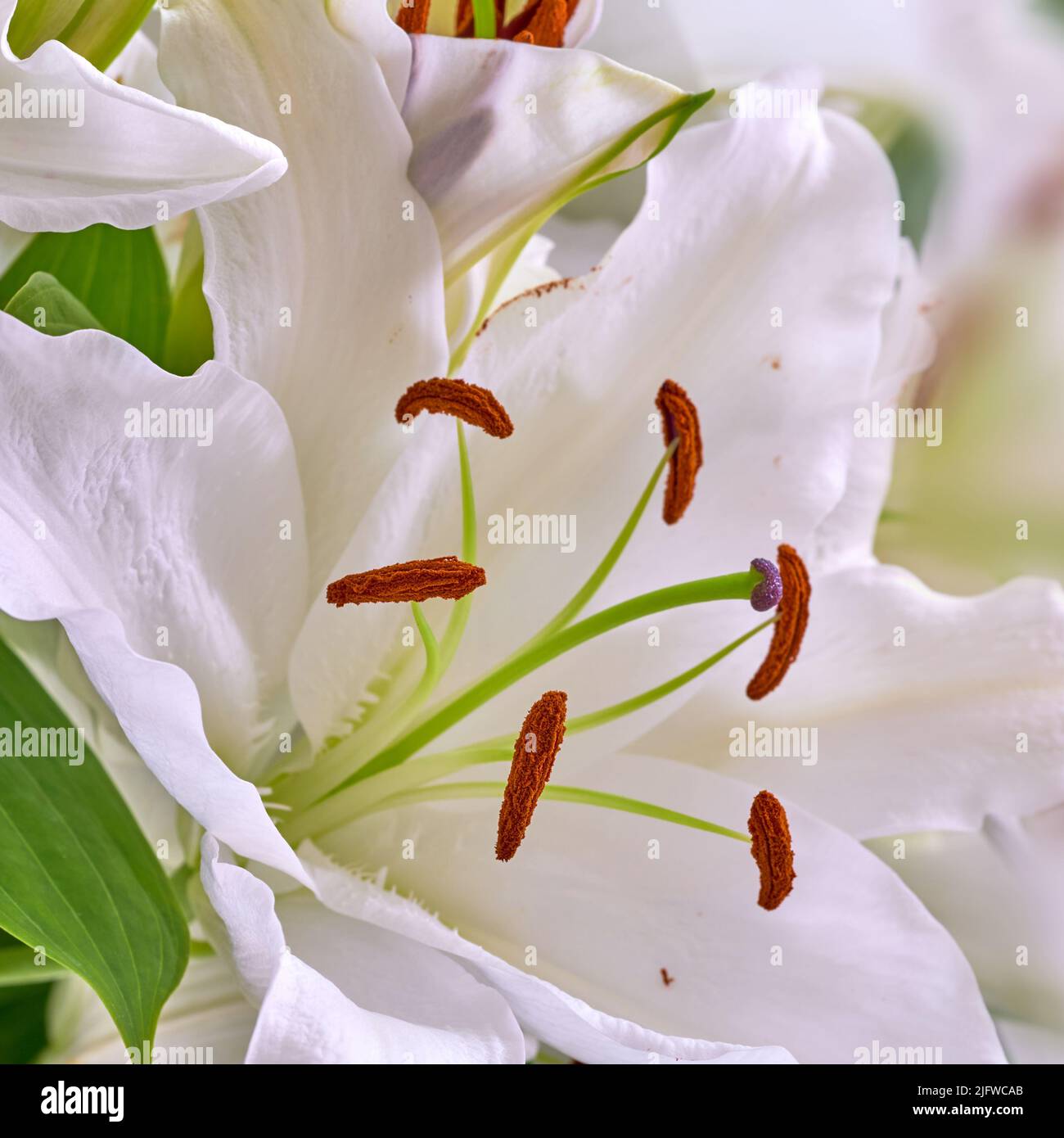 Primo piano di un giglio bianco che cresce in un vivaio in estate. Lilium fioritura in un giardino cortile in primavera. Piante fiorite graziose che germogliano in un naturale Foto Stock