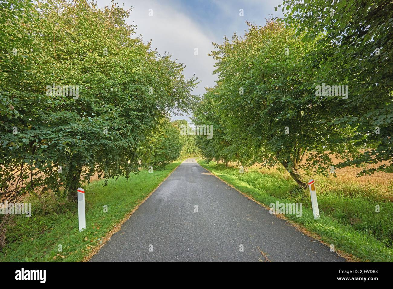 Vista su una strada vuota circondata da cespugli e alberi. Vista prospettica della strada vacante con catarifrangente, circondata da conifere verdi con una bella Foto Stock