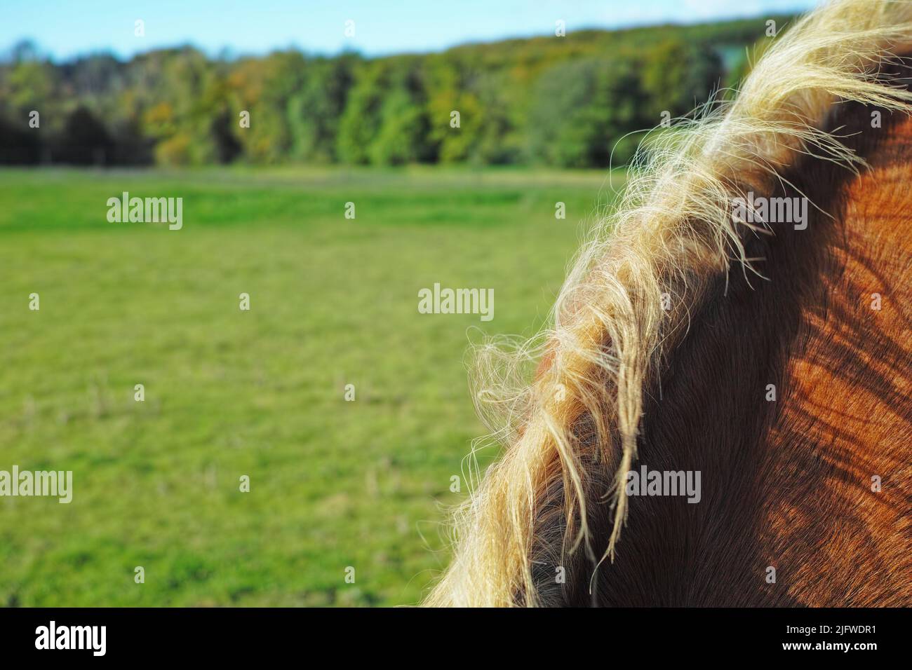 Mana di cavalli con copyspace su un paesaggio paesaggistico fattoria in campagna. Closeup di capelli soffici e morbido cappotto di uno stallone marrone pascolo su un lussureggiante Foto Stock