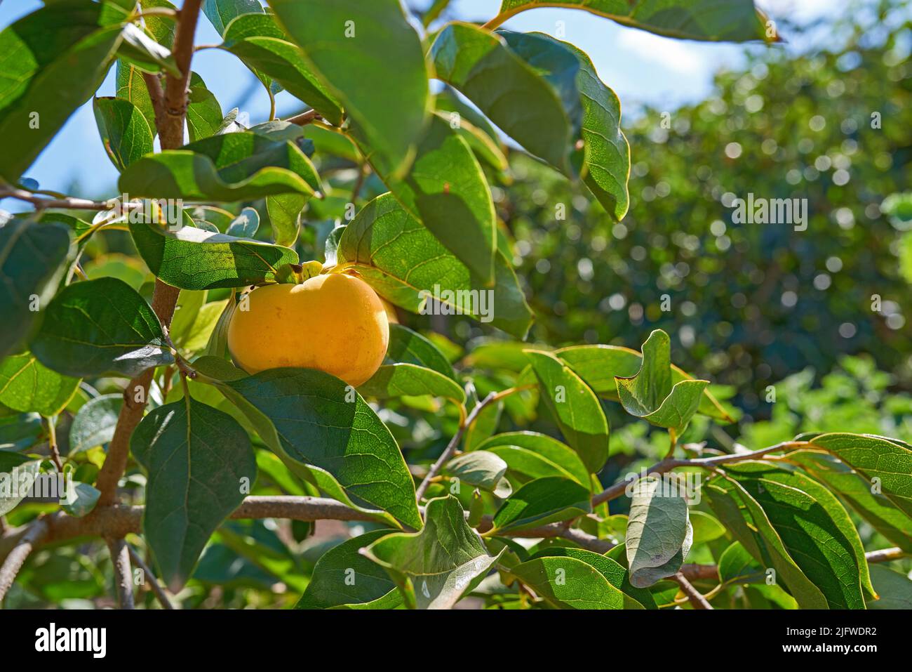 Una pesca dorata o gialla che cresce su un albero di frutta o ramo di pianta di raccolto all'aperto in una giornata estiva o primaverile. Raccolto maturo o cibo organico appeso su un Foto Stock