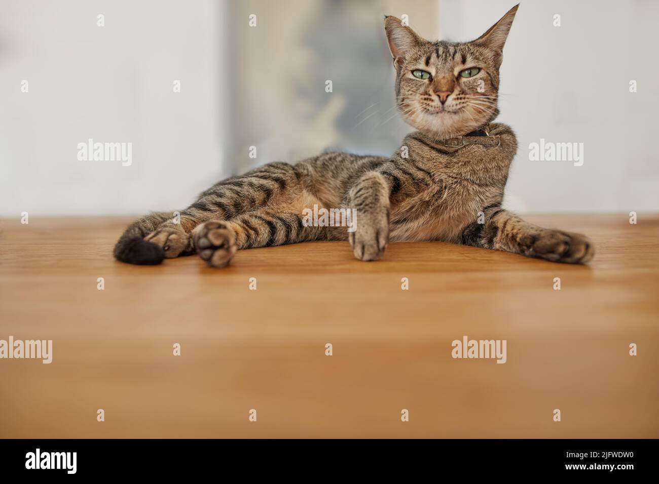 Uno strano gatto vigilante sdraiato su un tavolo di legno. Un primo piano di un gatto domestico che si siede allerta su un pezzo di mobili beige. ..Angry marrone domestico Foto Stock