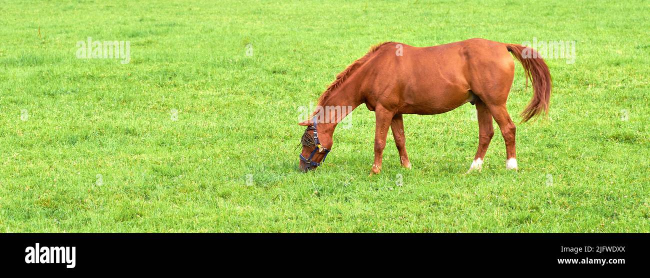 Marrone cavallo del bambino che mangia l'erba da un prato verde lussureggiante con copyspace in una giornata di sole. Volpe di castagno purrebred affamati o pony pascolo liberamente da solo Foto Stock