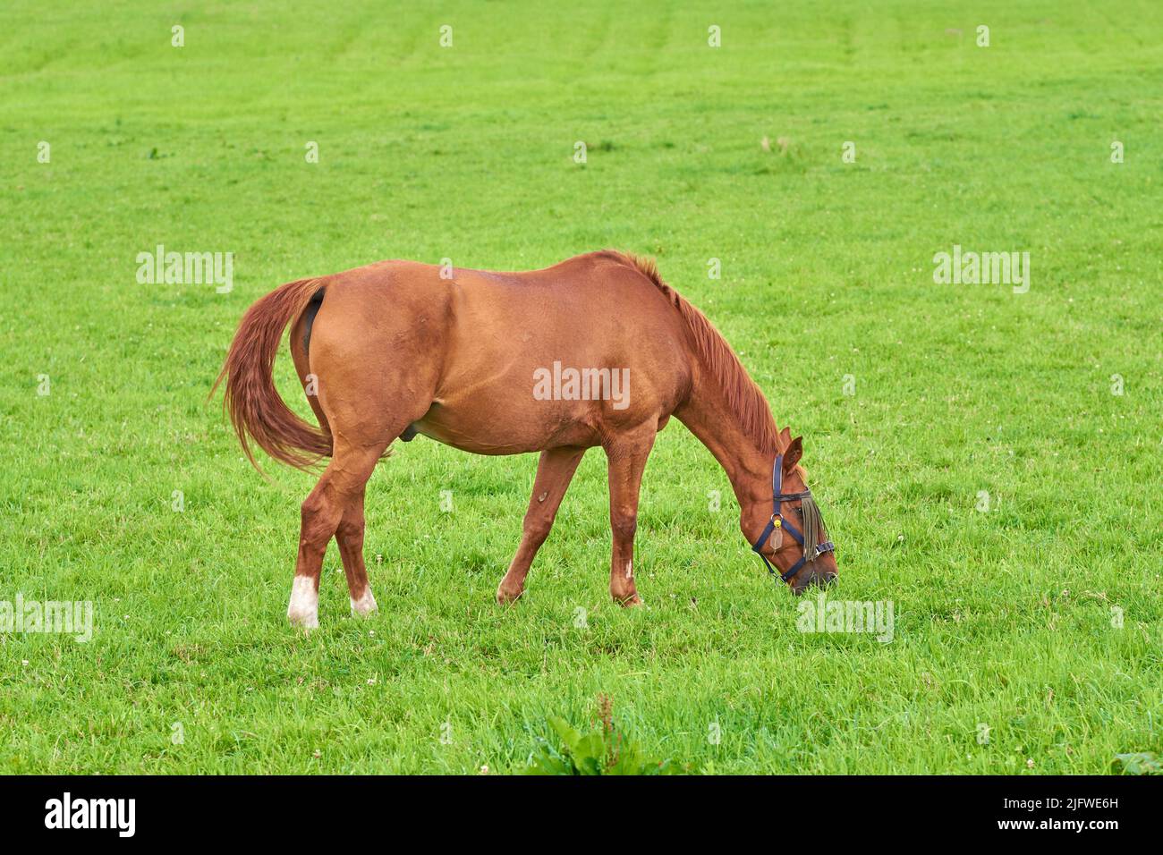 Piccolo cavallo marrone che mangia erba verde da solo da un campo all'aperto con copyspace in giorno di sole. Carino pony di castagno che vagano liberamente su un pascolo in Foto Stock