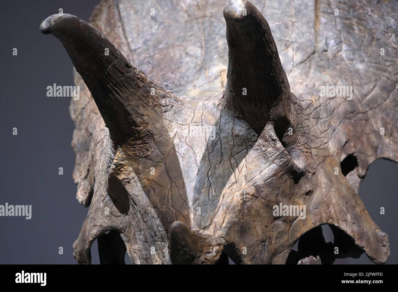 New York, Stati Uniti. 05th luglio 2022. Un teschio Triceratops è in mostra al Sotheby's di New York, NY, il 5 luglio 2022. (Foto di Anthony Behar/Sipa USA) Credit: Sipa USA/Alamy Live News Foto Stock