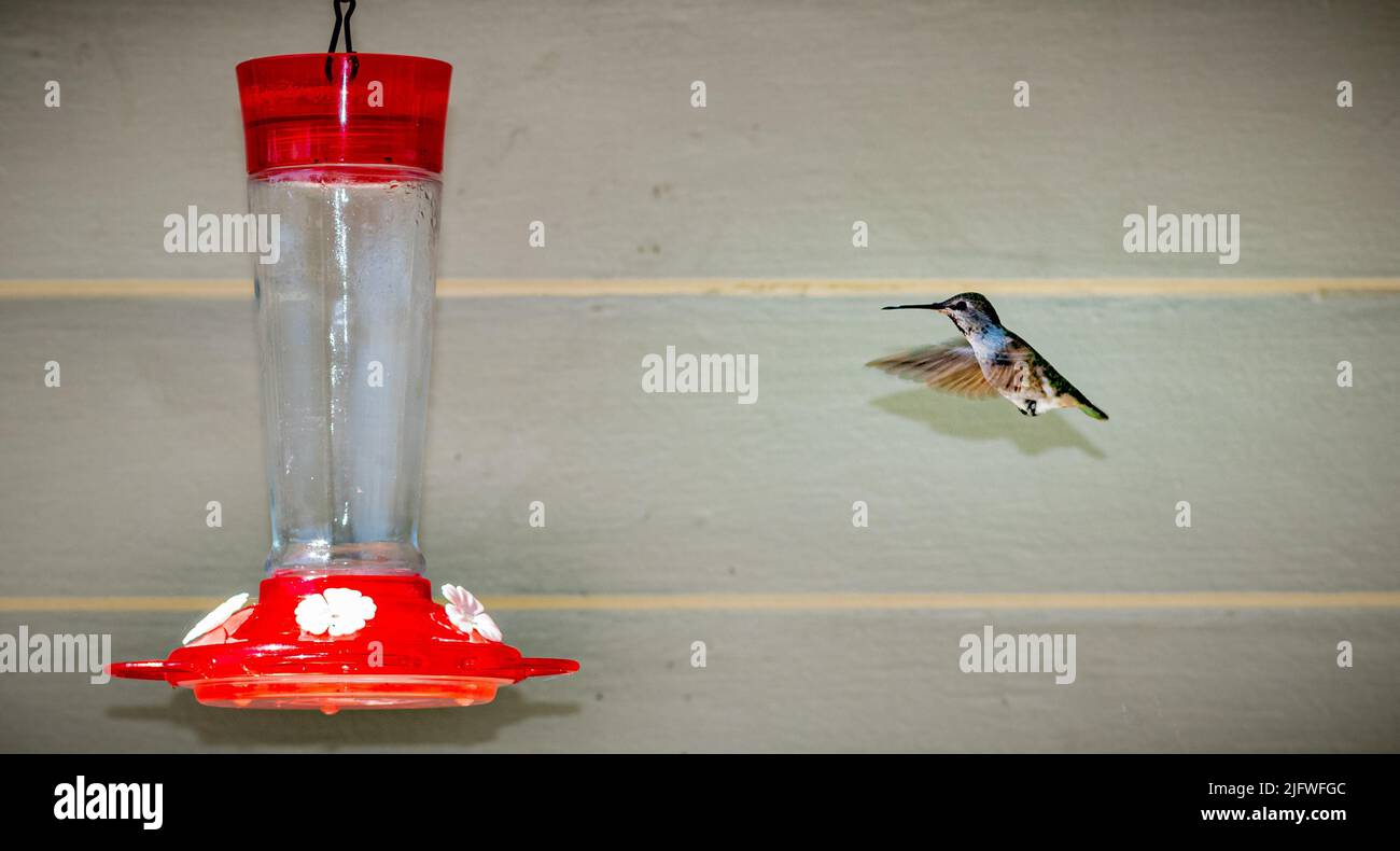 Colibrì Foto Stock