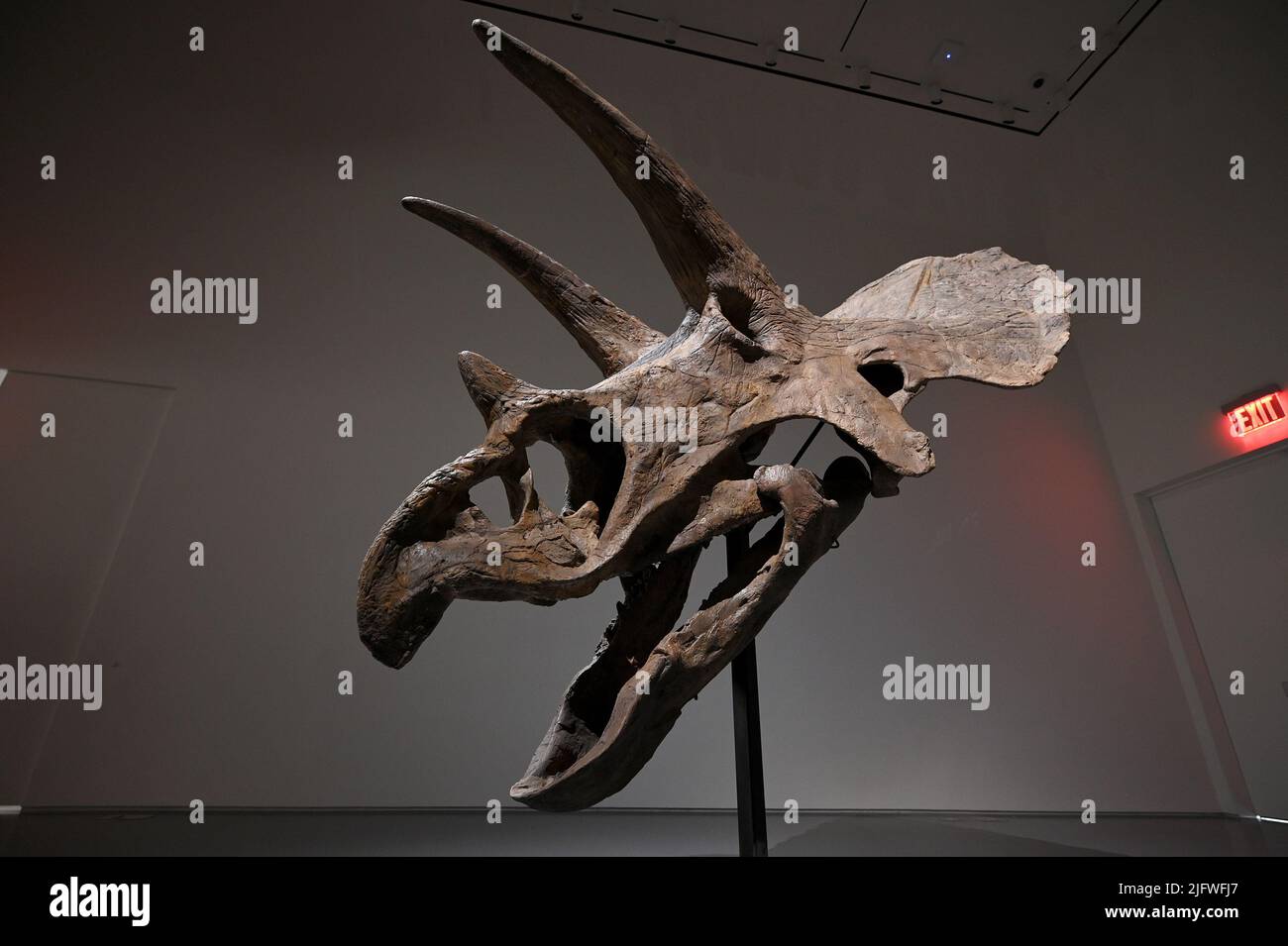 New York, Stati Uniti. 05th luglio 2022. Un teschio Triceratops è in mostra al Sotheby's di New York, NY, il 5 luglio 2022. (Foto di Anthony Behar/Sipa USA) Credit: Sipa USA/Alamy Live News Foto Stock