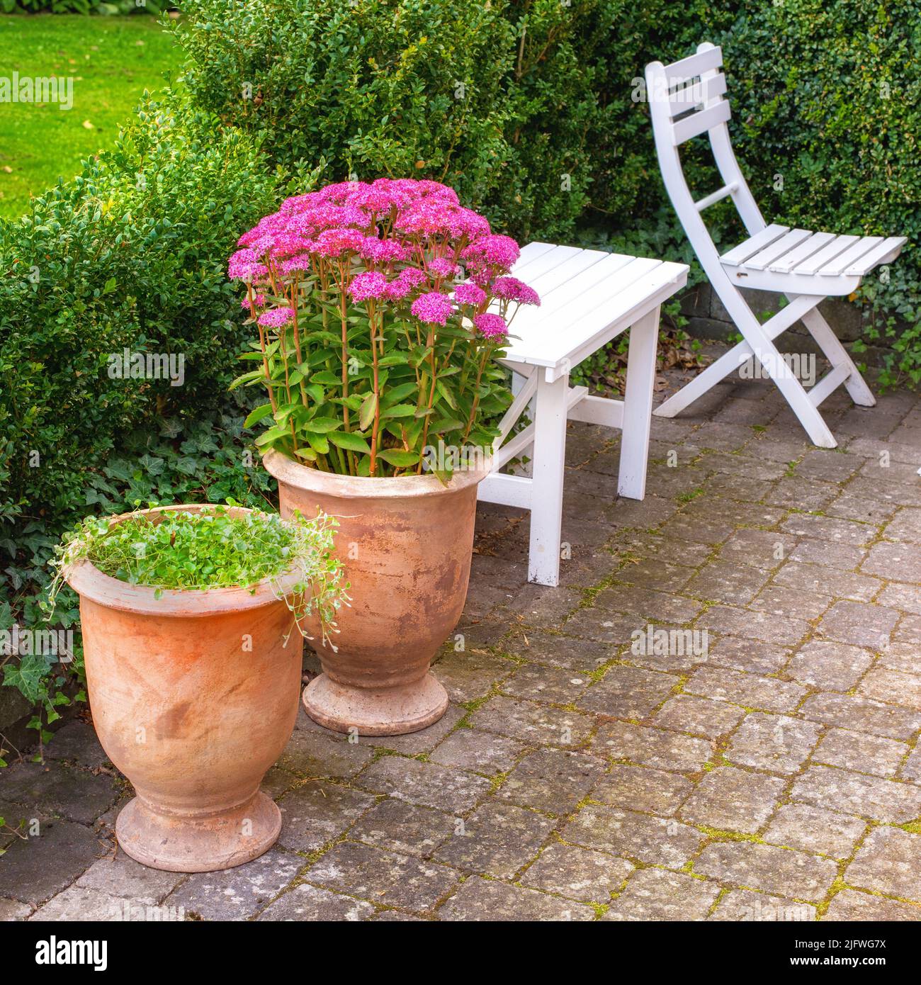 Vibrante Orpino rosa che cresce in una pianta vaso in ceramica in un cortile appartato e privato giardino. Rilassante su mobili da patio con lussureggiante siepe verde e. Foto Stock