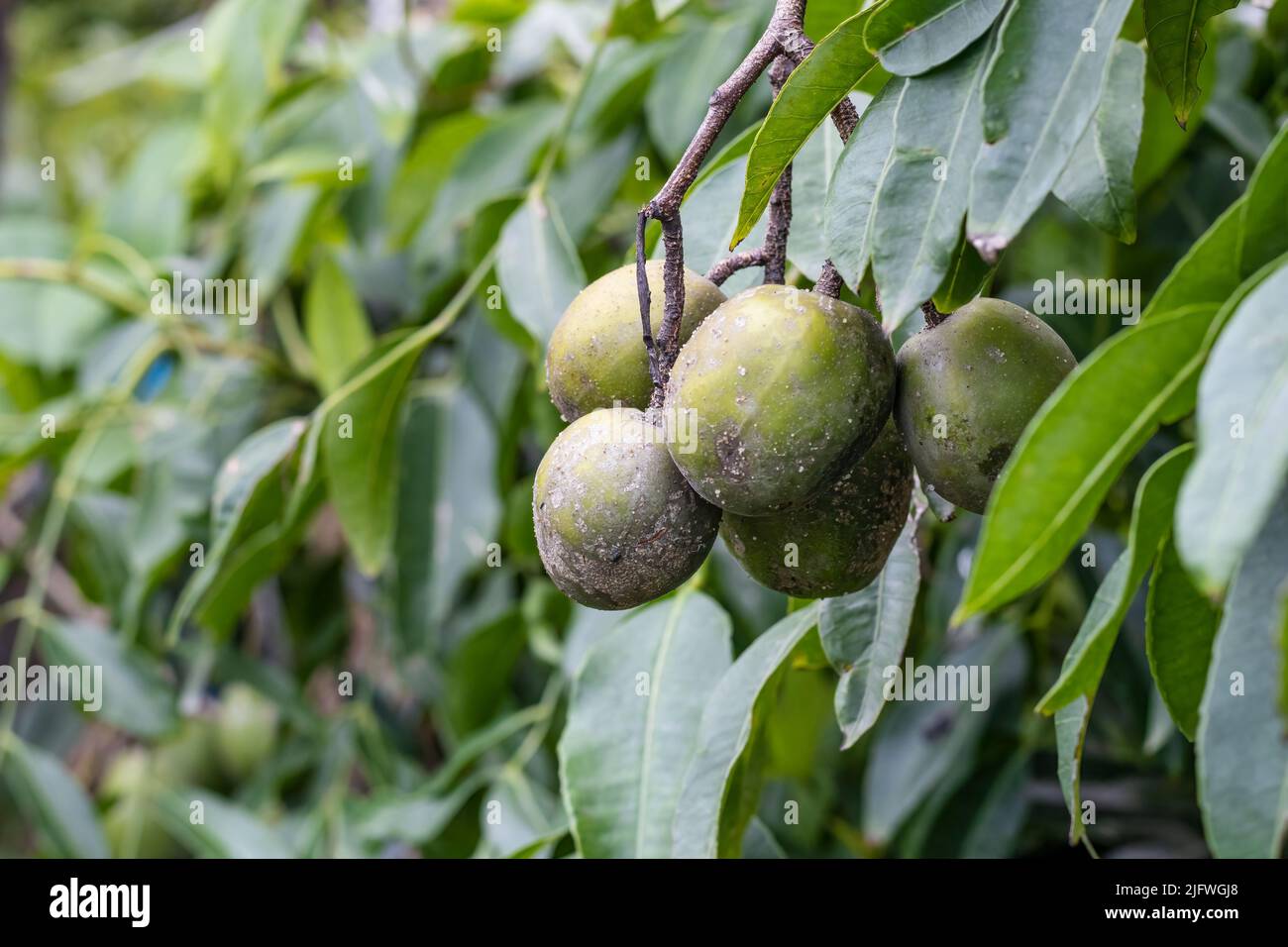 Selettivo messo a fuoco un mazzo di spendias mombin maturo o porco frutto di prugna appeso sull'albero con spazio copia Foto Stock