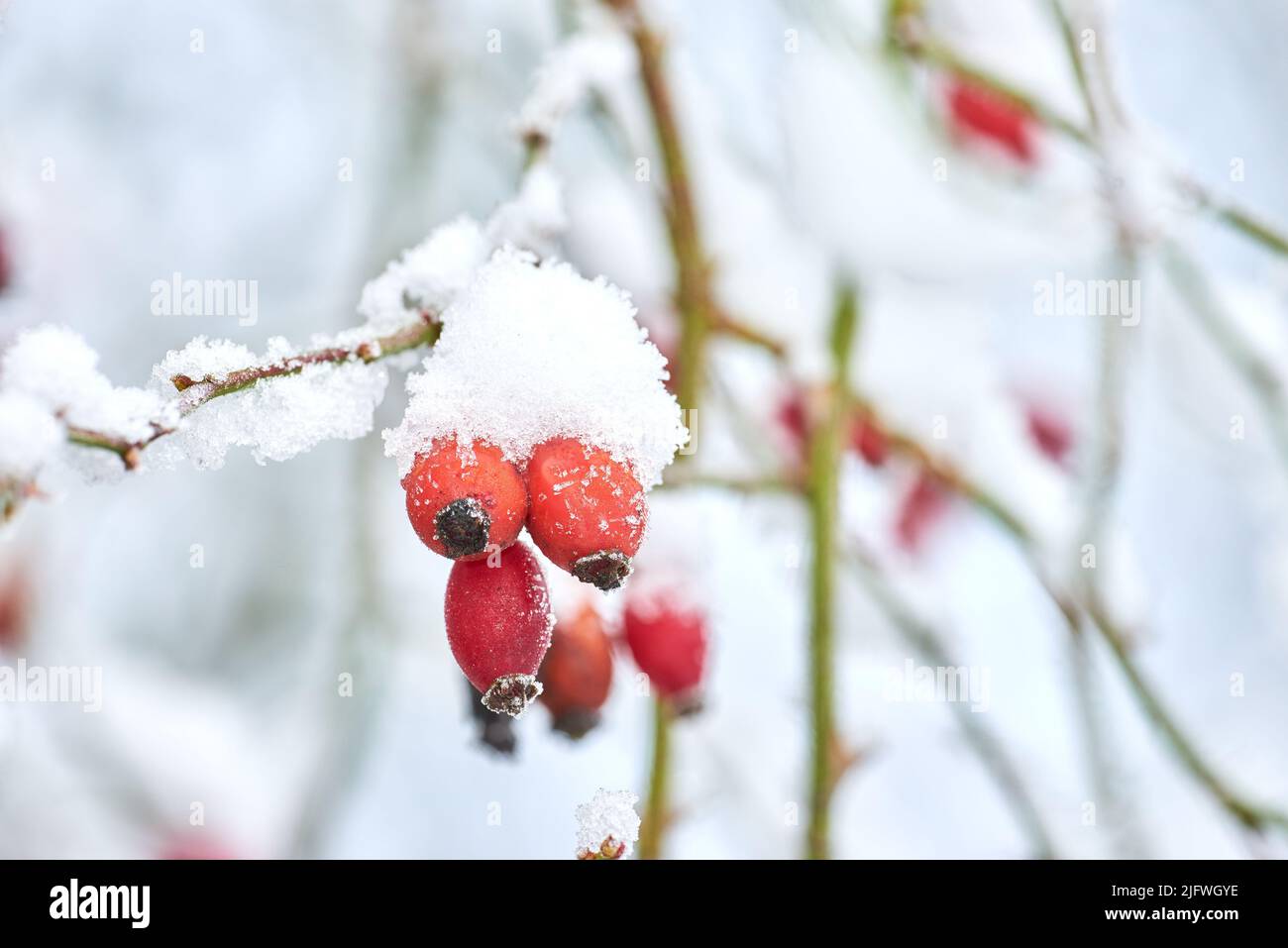 Primo piano di boccioli di rosa Armorano ricoperti di neve in una bianca giornata invernale. Rose in erba che crescono in un giardino o in una foresta con copyspace. Fiori commestibili su un Foto Stock