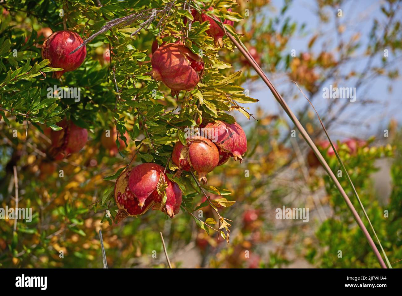 Melagrane mature appese ad un ramo d'albero nel giardino esterno. Un'abbondanza di frutta fresca, succosa e sana che cresce in un cortile verde Foto Stock