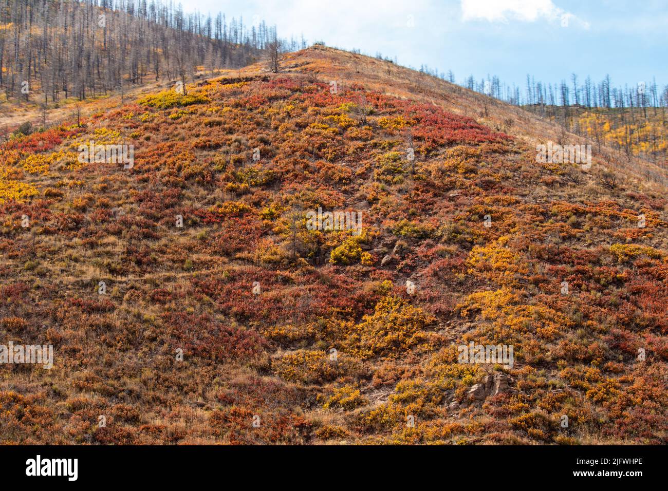 La colorata bellezza dell'autunno sulle montagne. Foto Stock