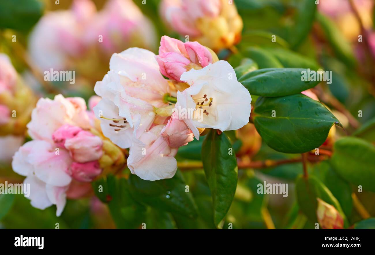 Primo piano di fiori rosa in un parco in primavera all'aperto. Rhododendron fiorisce in procinto di aprirsi crescendo in un cespuglio contro uno sfondo verde sfocato in Foto Stock