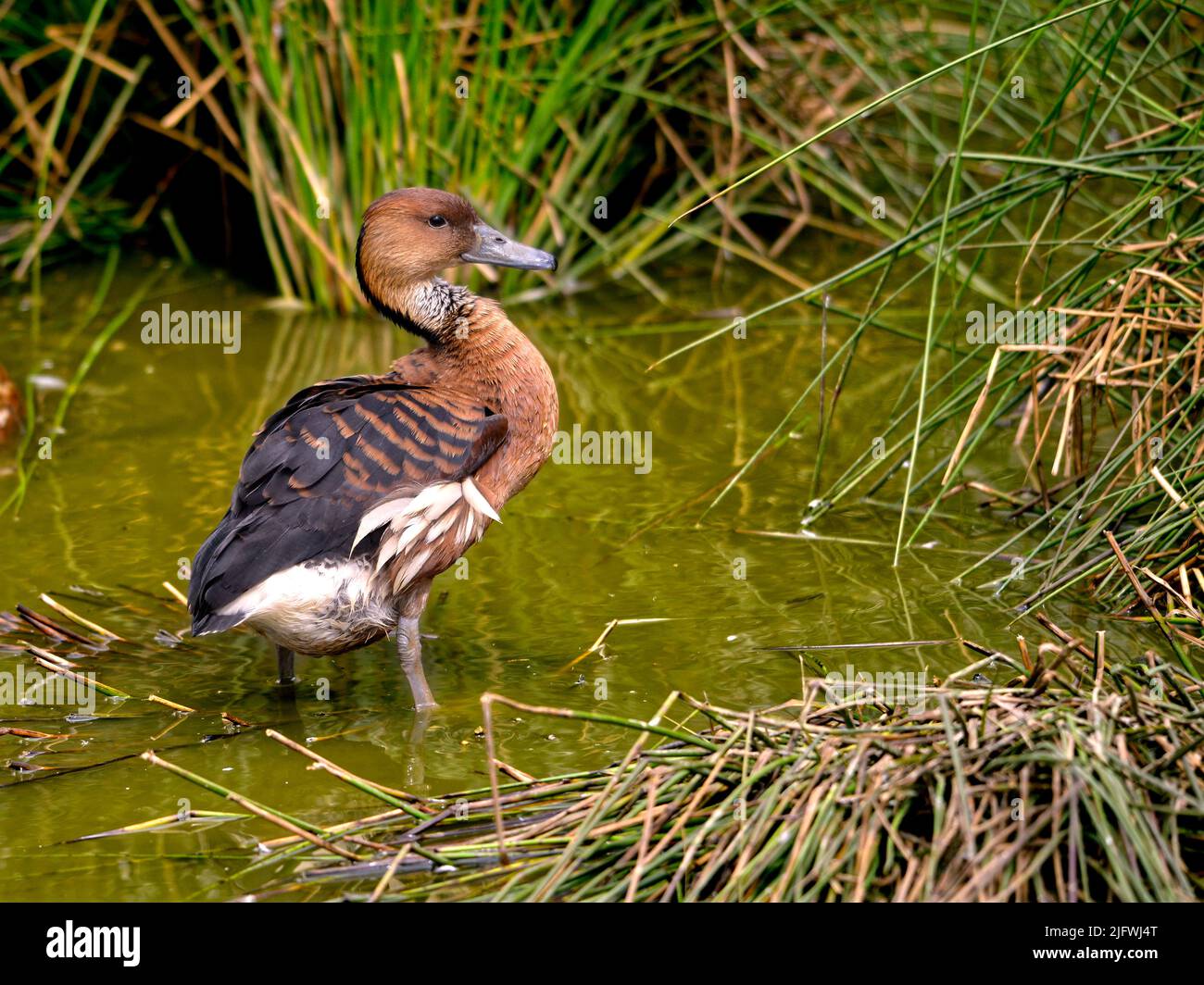 Anatra fischiante fulvosa o anatre di albero fulvose (Dendrocygna bicolore) in piedi in acqua tra le piante Foto Stock