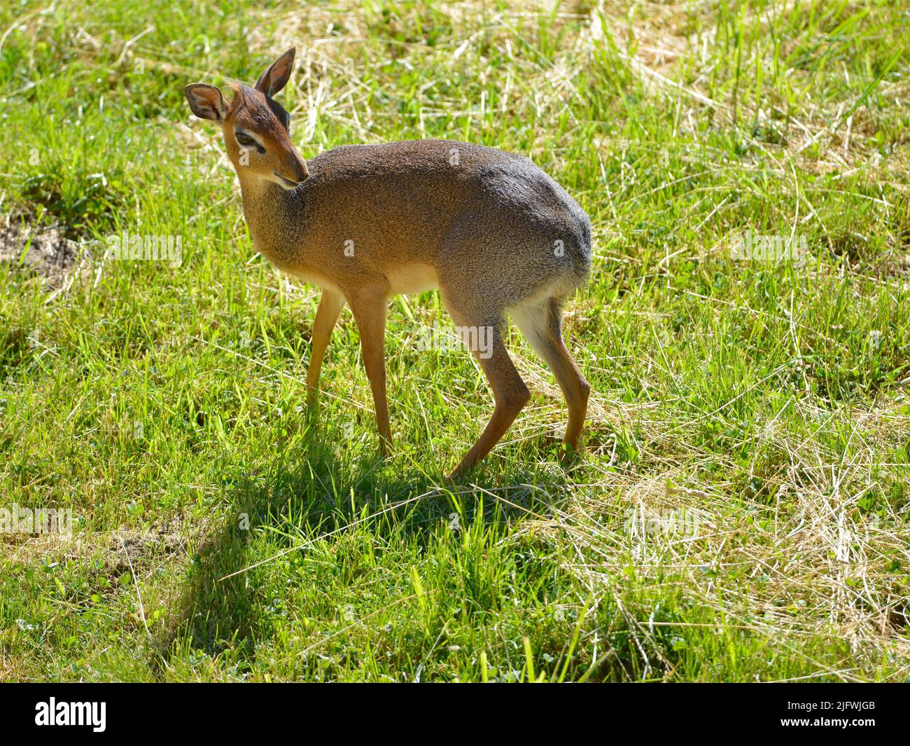 Dik-dik femminile di kirk (Madoqua kirkii) in piedi sul prato Foto Stock