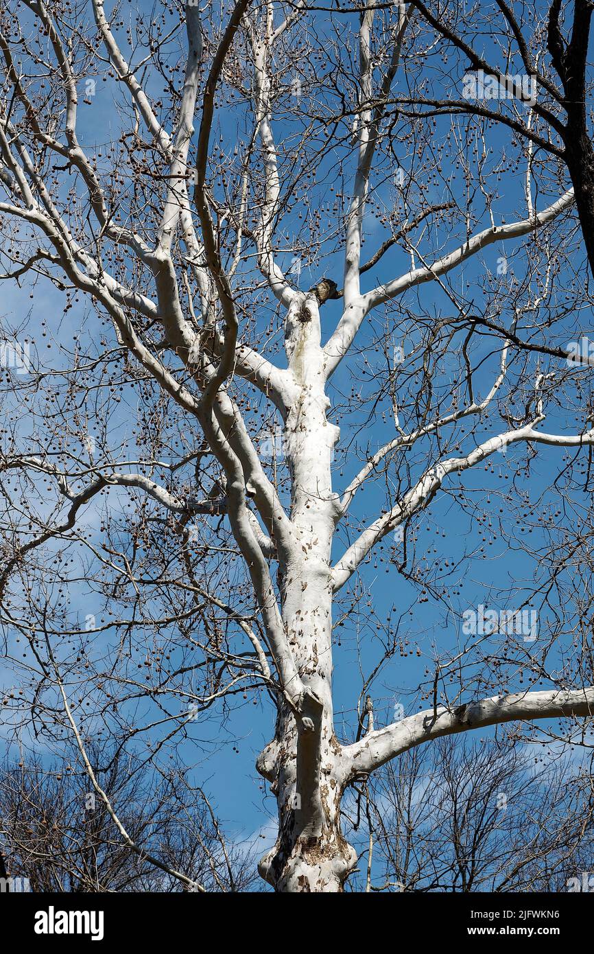 Albero di sicomoro americano, tronco bianco e arti, bacini di semi secchi, senza foglie, primo piano, natura, Platanus occidentalis, Pennsylvania, PA, primavera Foto Stock