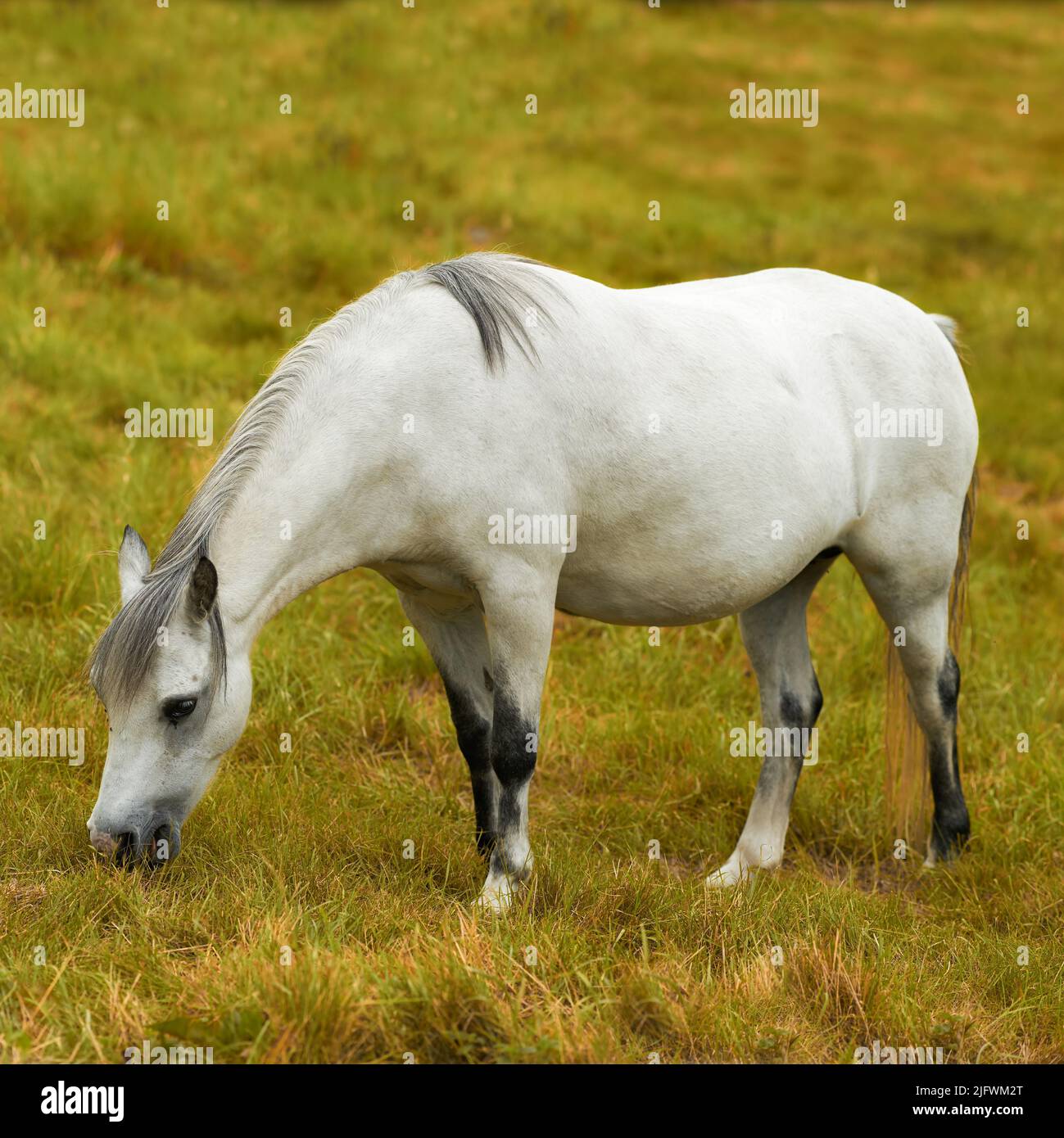 Un cavallo bianco che pascola su un campo solo fuori. Un animale in piedi su un terreno verde fattoria o un pascolo in una giornata di sole. Pony mangiare su una sorgente lussureggiante Foto Stock