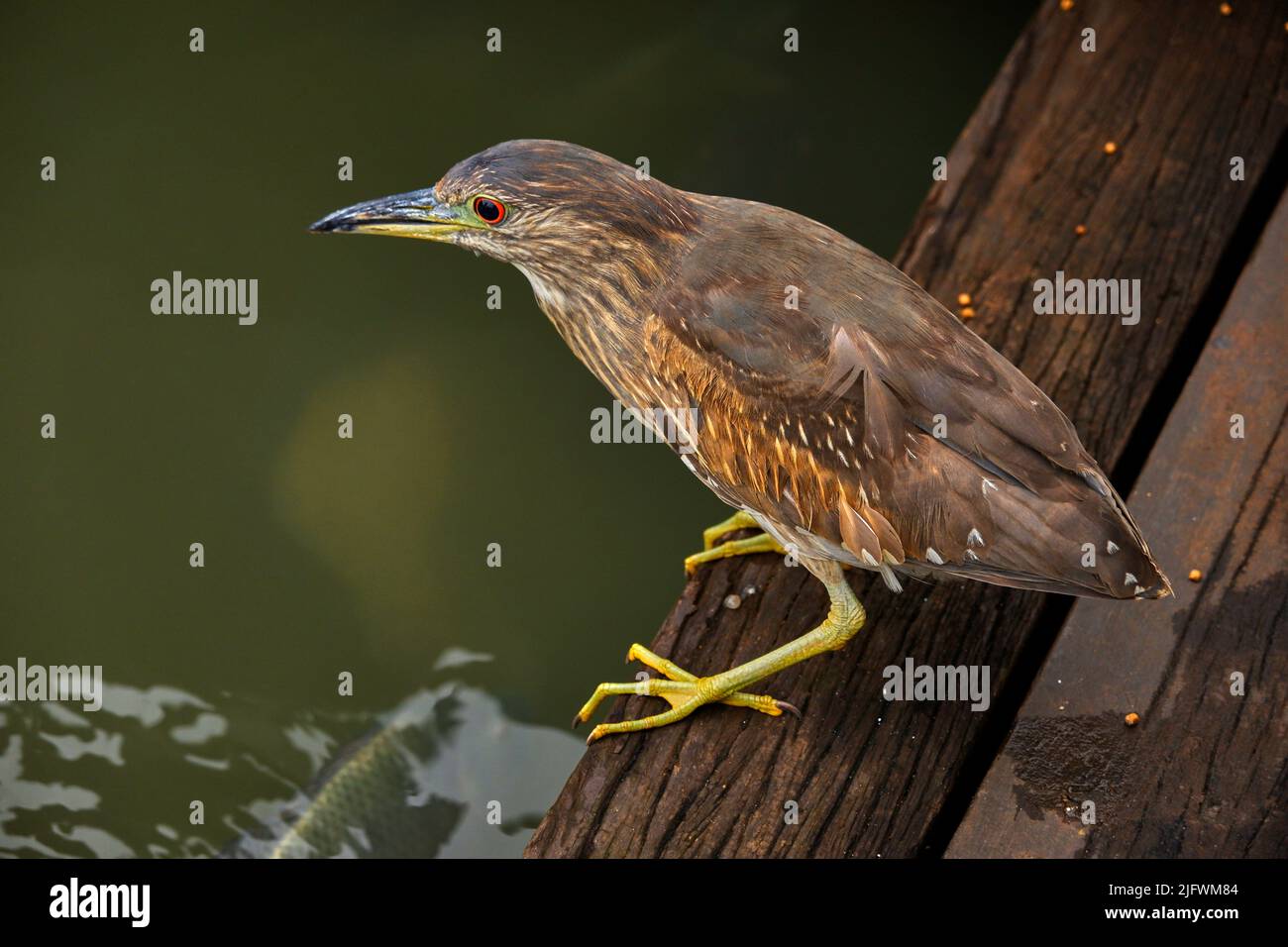Uccello sul lato del fiume Foto Stock
