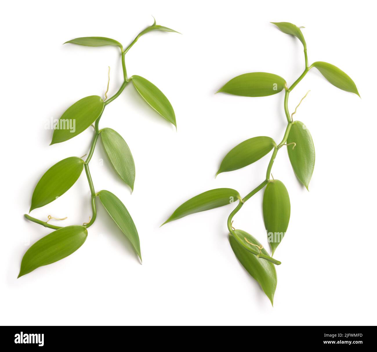 fogliame di vaniglia orchidea pianta da fiore, nota anche come vaniglia a foglia piatta, pianta da cui si ottiene o si ricava la spezia di vaniglia Foto Stock